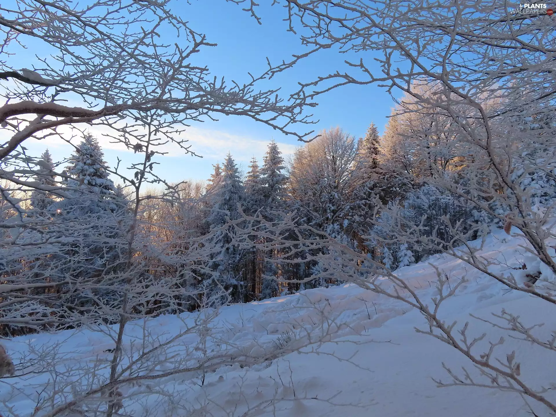 forest, trees, branch pics, winter, Snowy, viewes