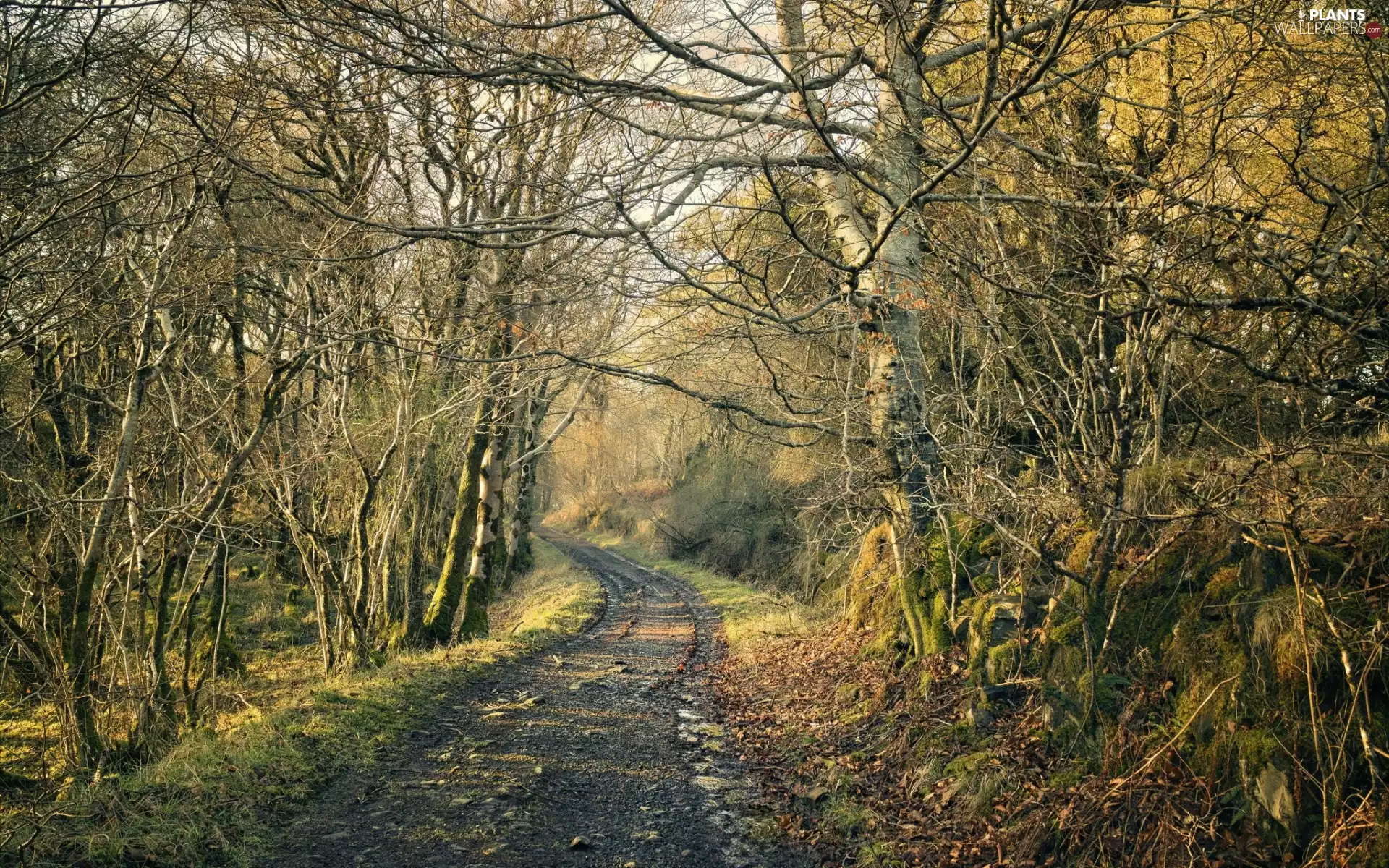 trees, Way, branch pics, autumn, viewes, forest