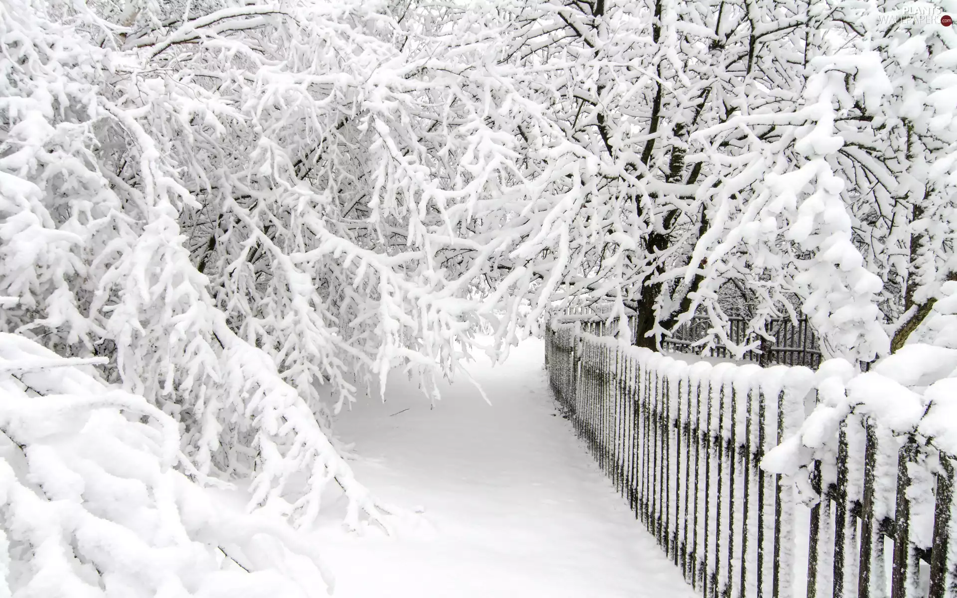trees, winter, branch pics, Fance, viewes, snow