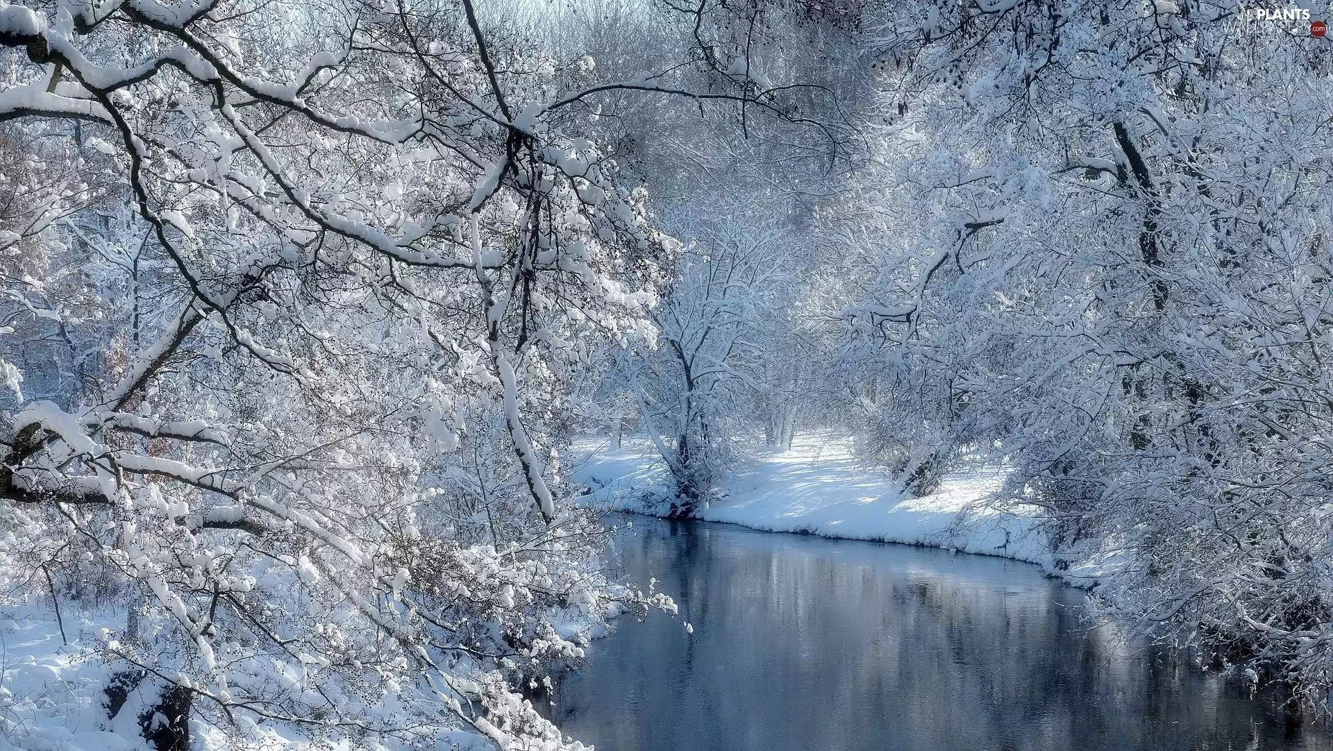 viewes, winter, branch pics, River, Snowy, trees