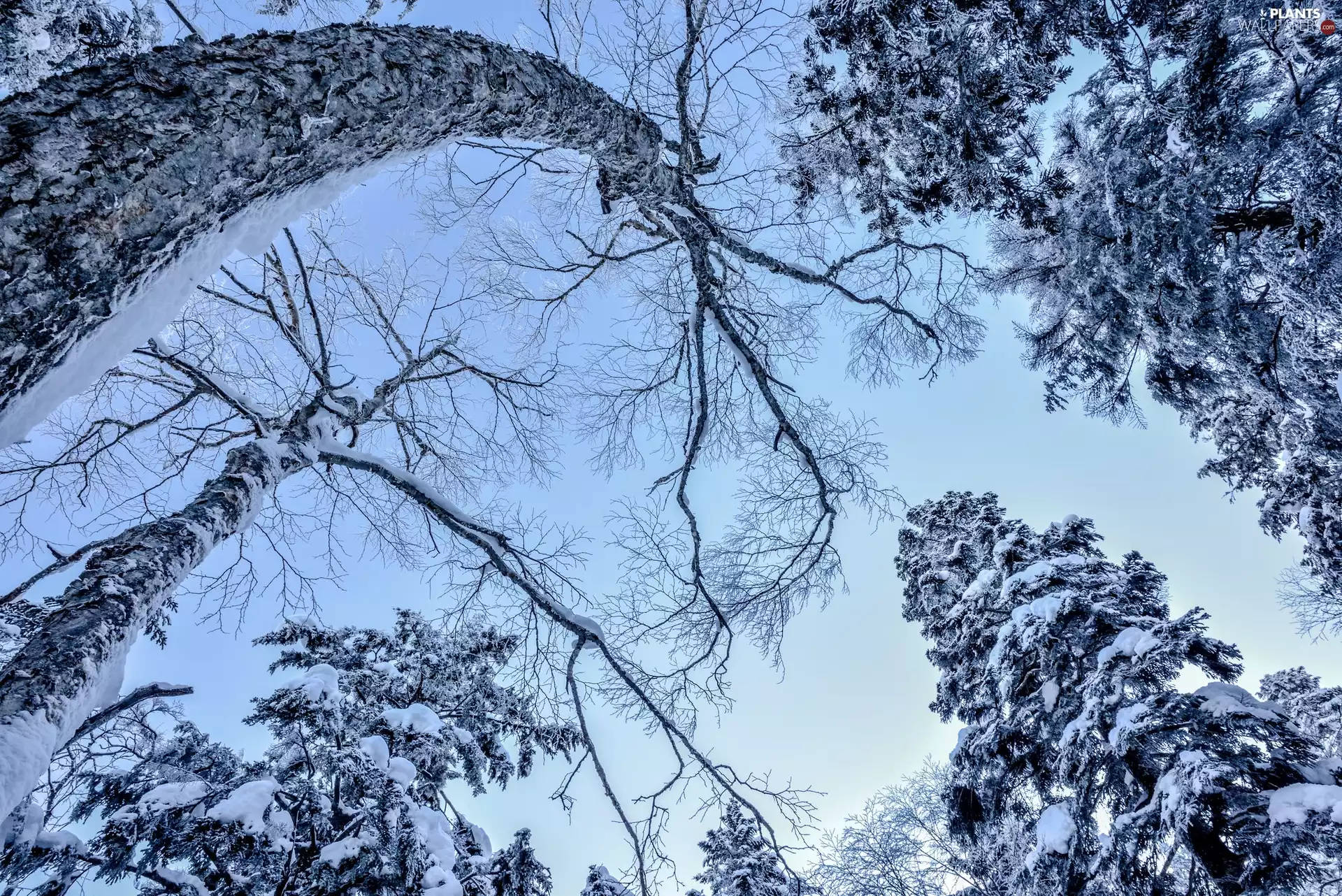 viewes, winter, branch pics, Sky, Snowy, trees