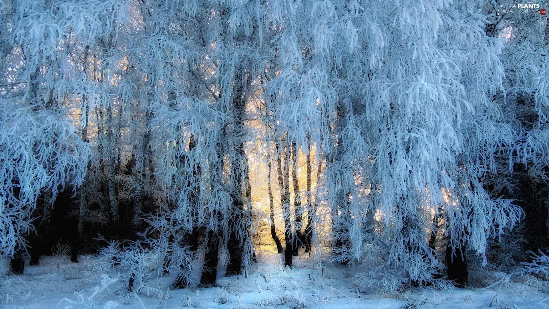 viewes, winter, branch pics, snow, frosty, trees