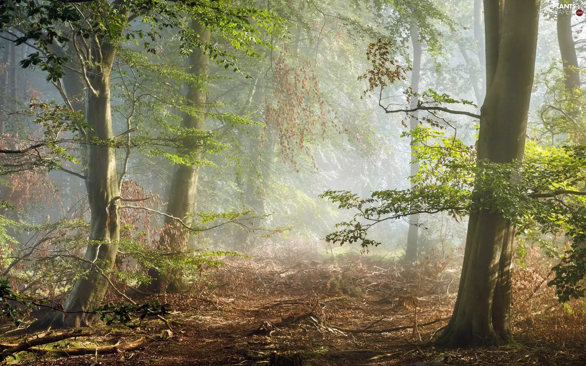 Fog, trees, broken, viewes, forest, lying, branch pics