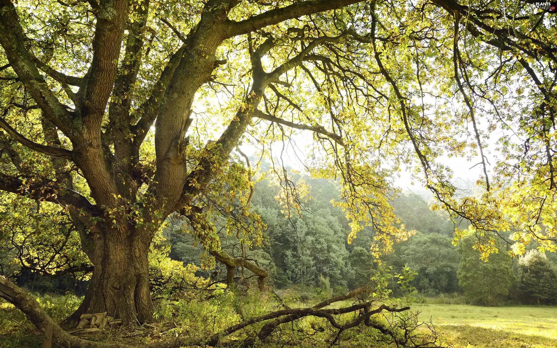 trees, forest, car in the meadow, branch pics