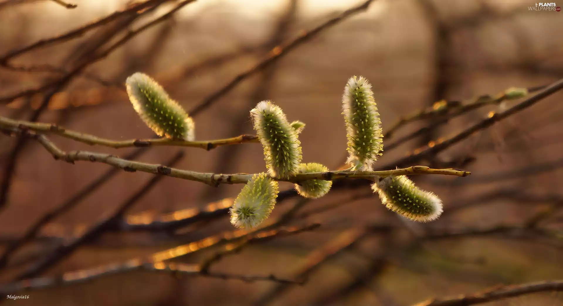 database, Willow, branch pics