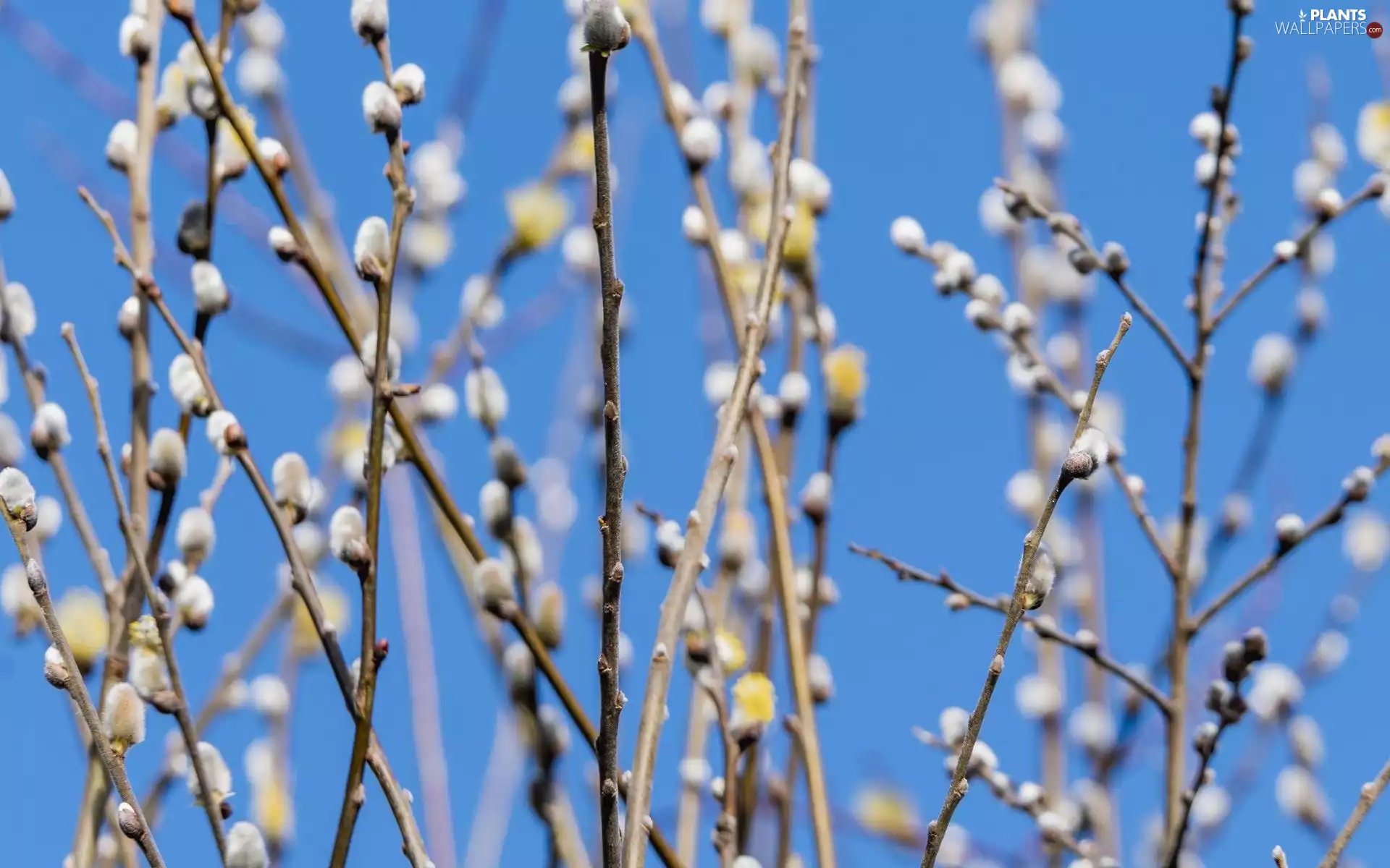 branch pics, database, Willow, Buds