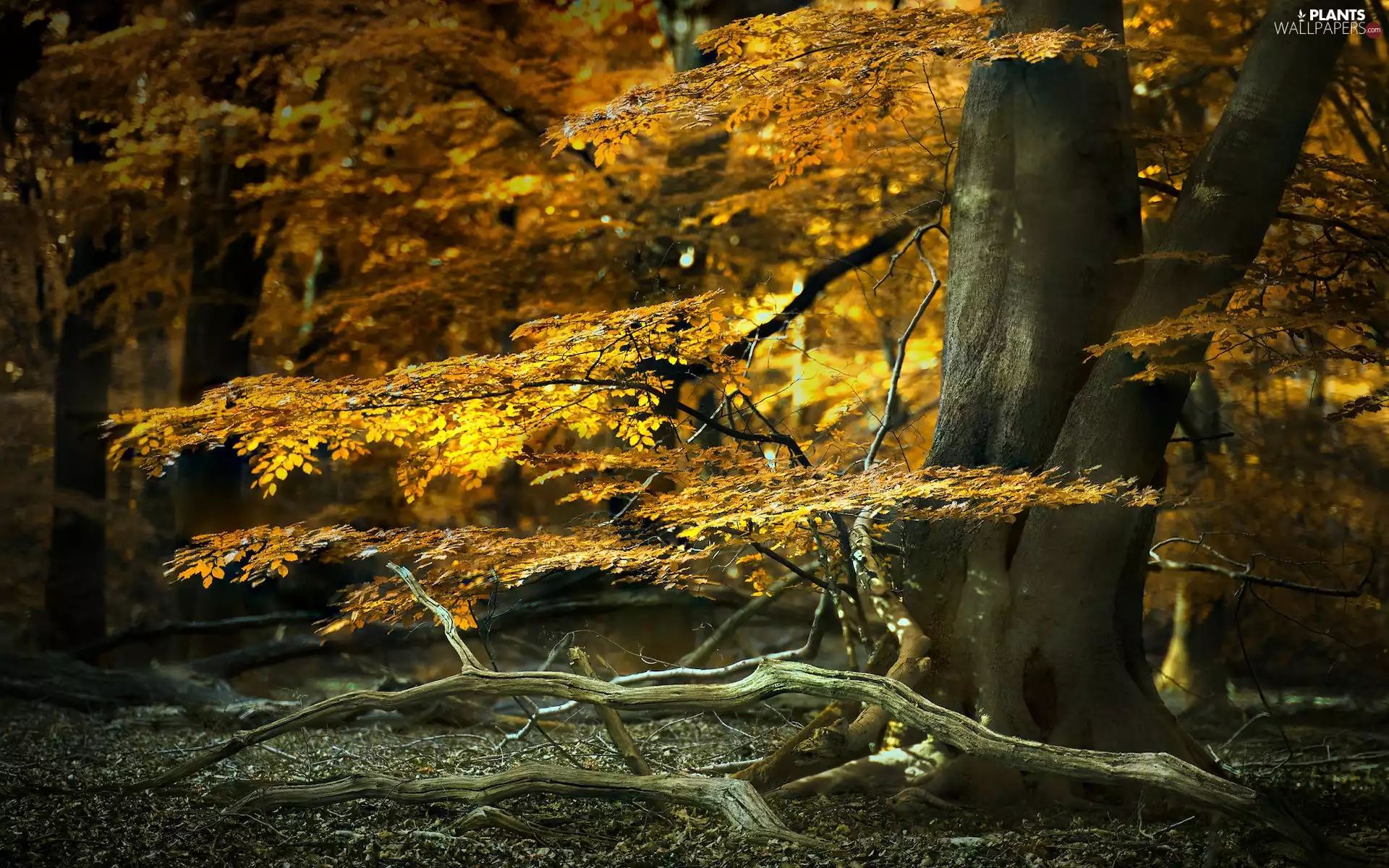 viewes, forest, dry, trees, autumn, branches, branch pics