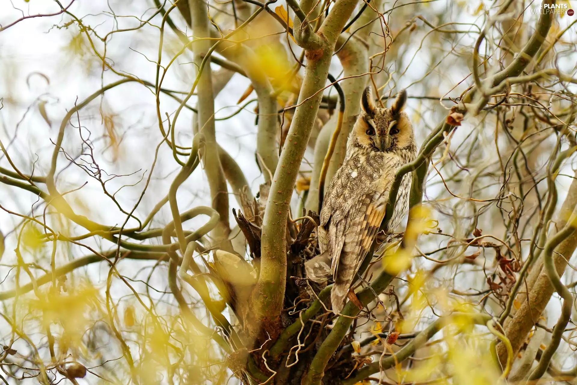 Bird, trees, branch pics, Owl Ear