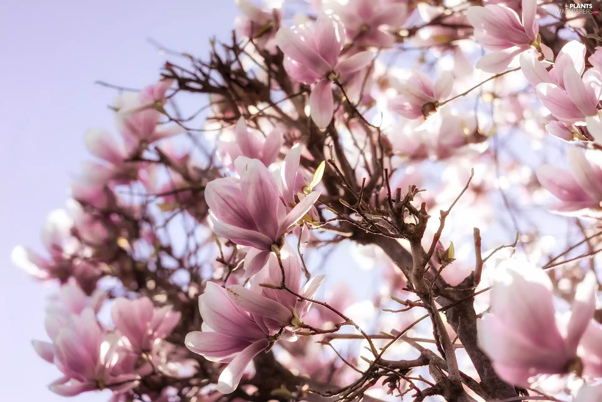 Pink, Flowers, branch pics, Magnolia, Flowers