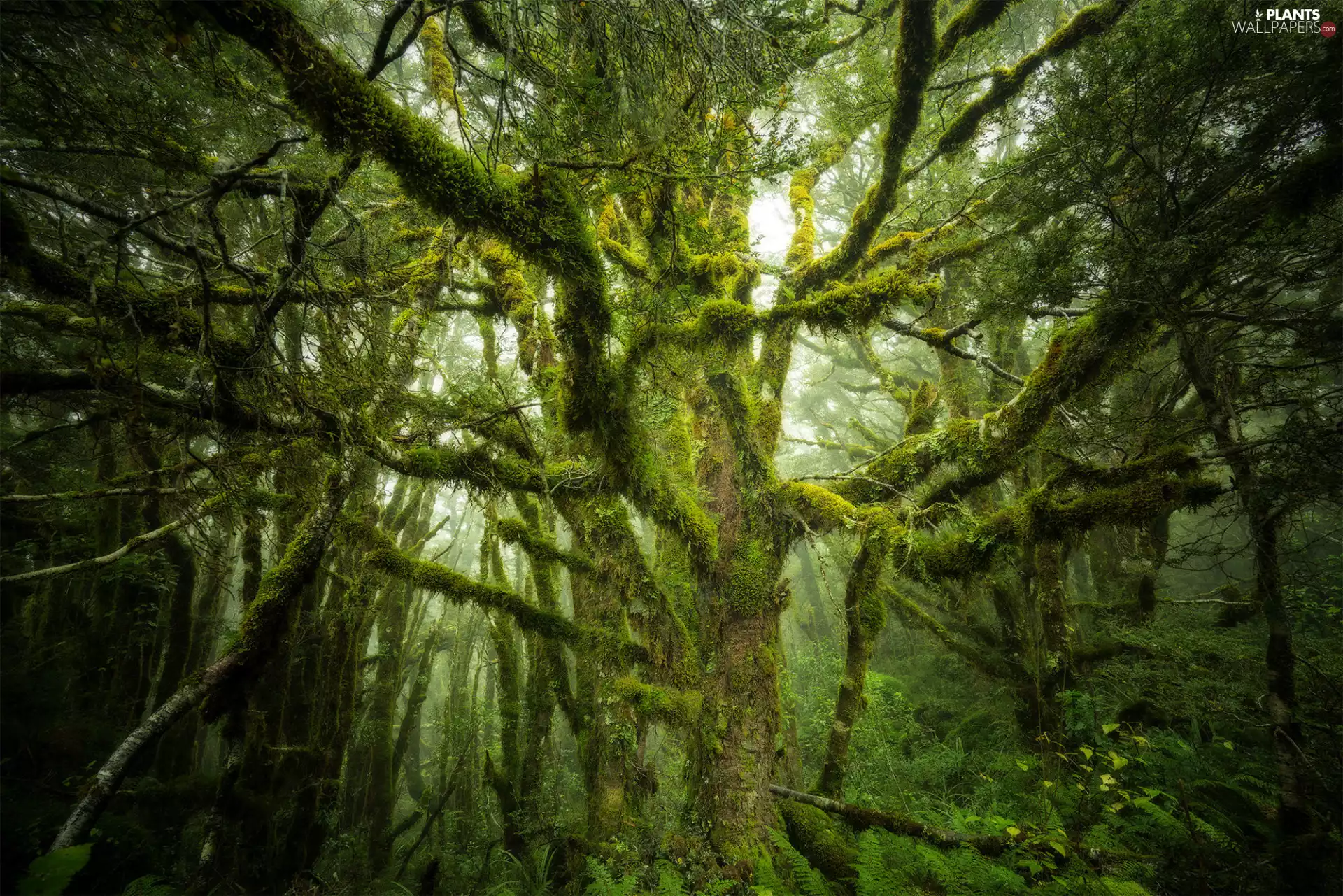 forest, trees, branch pics