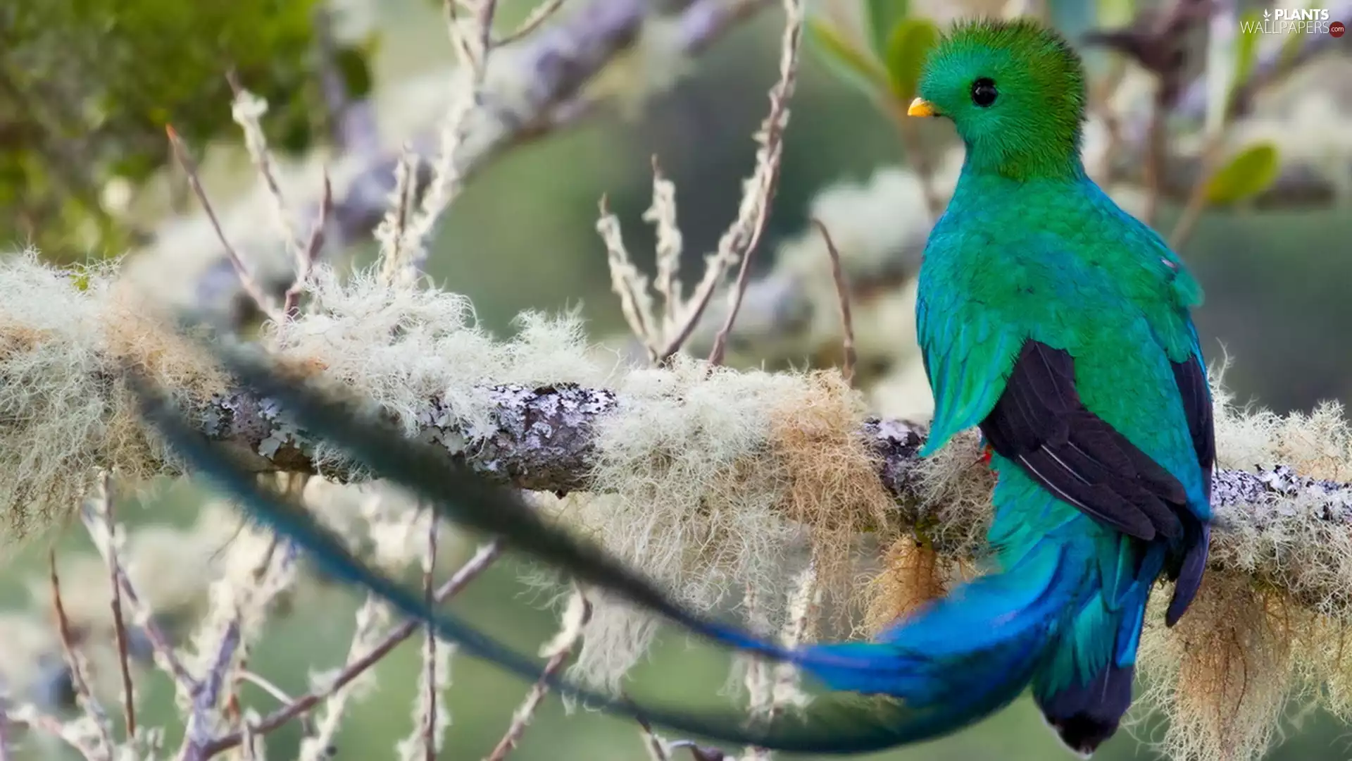 Bird, frosty, branch pics, Quetzal Heraldic