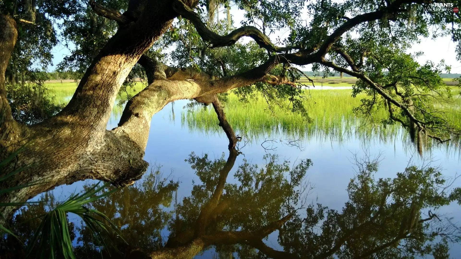 lake, trees, branch pics