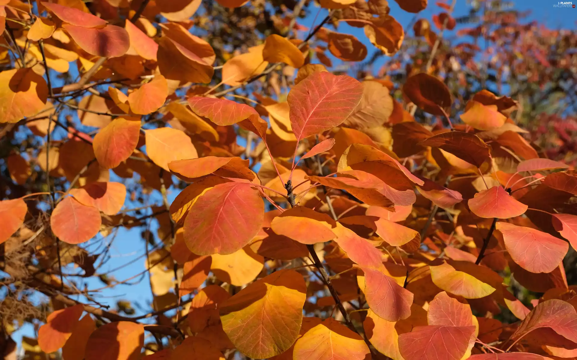autumn, Close, branch pics, trees, Leaf