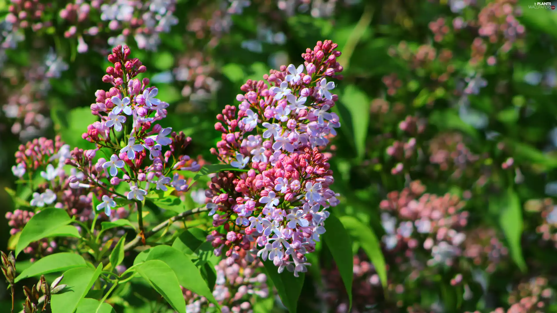 Leaf, without, branch pics