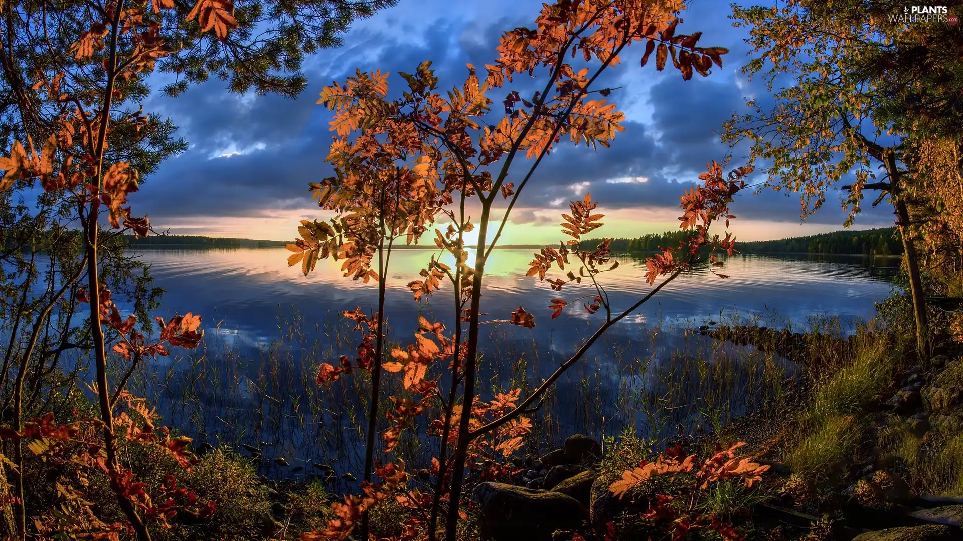 trees, lake, Leaf, autumn, Sunrise, viewes, branch pics
