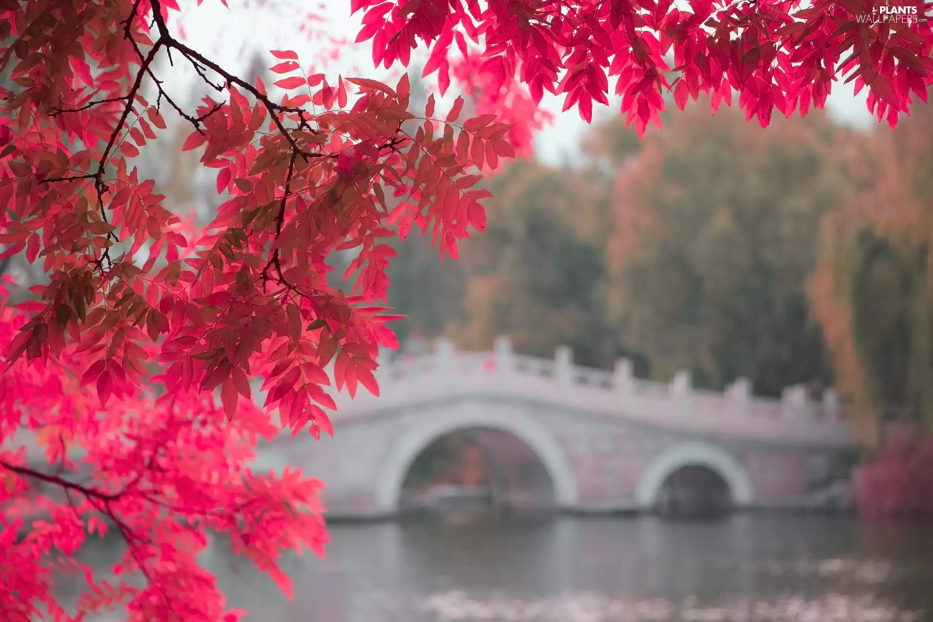 branch pics, Leaf, bridge, Red