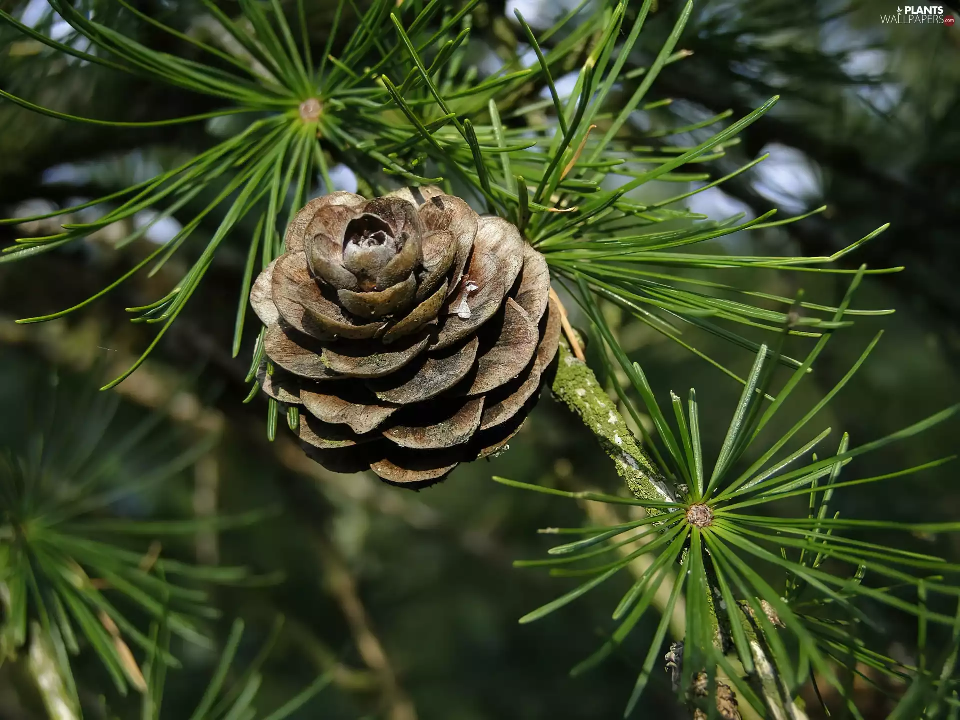 pine, cone, branch pics