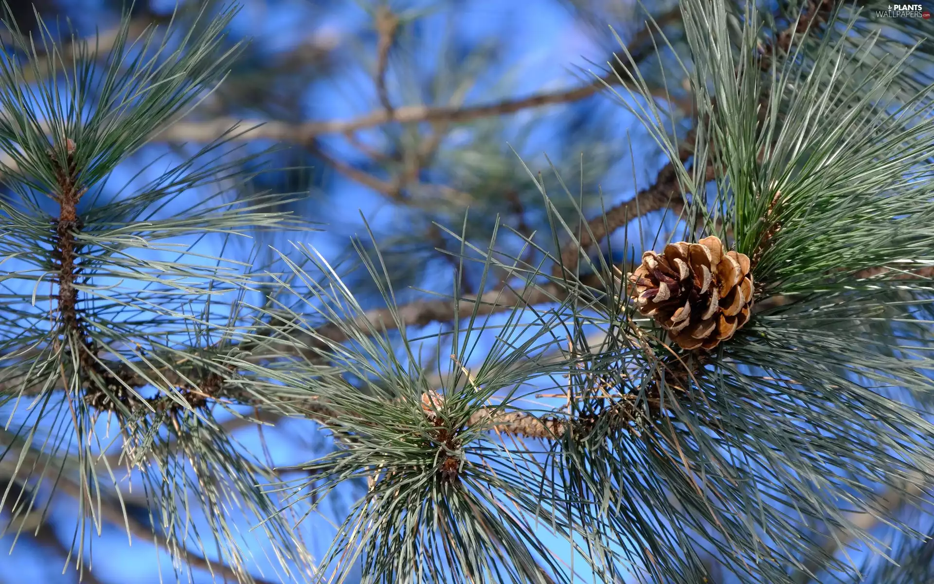 branch pics, pine, cone, needles