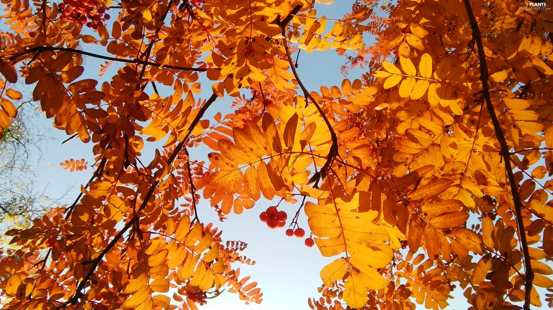 Plant, Leaf, branch pics