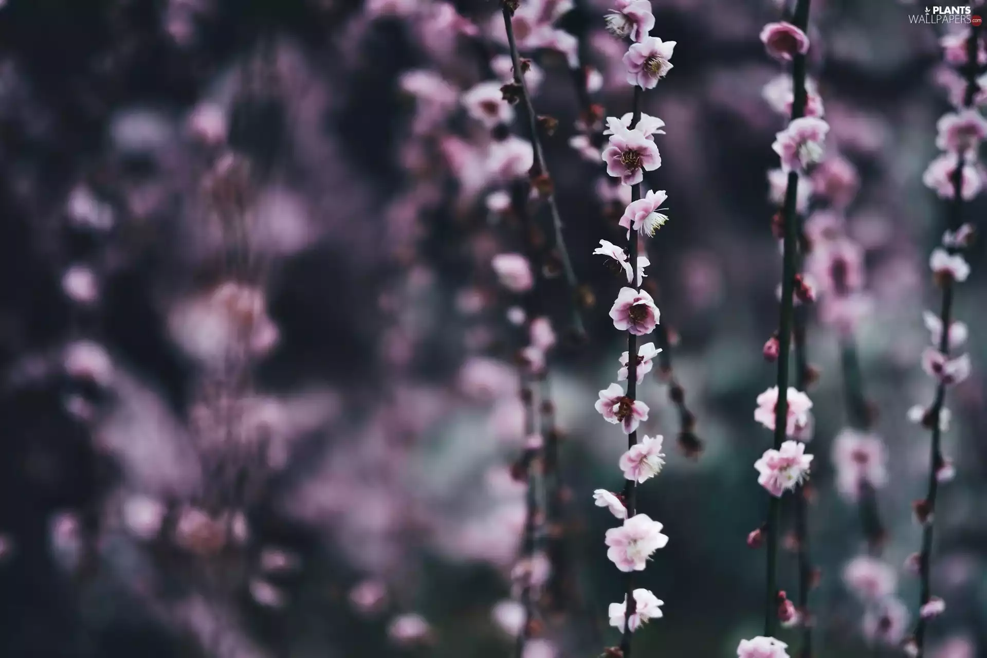 branch pics, Plums, Spring, Rising