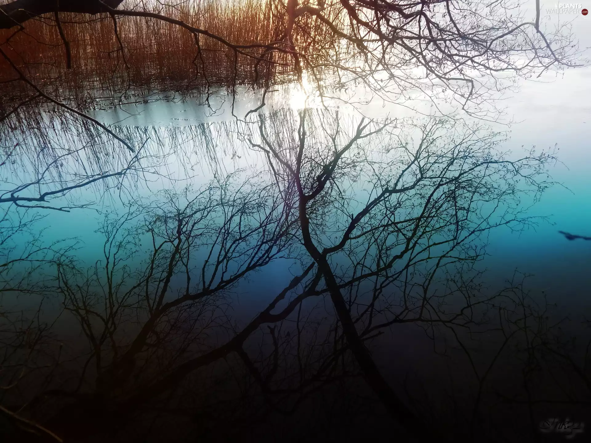 reflection, water, branch pics