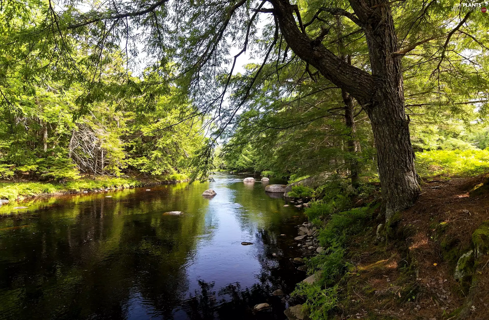 viewes, Stones, branch pics, trees, River