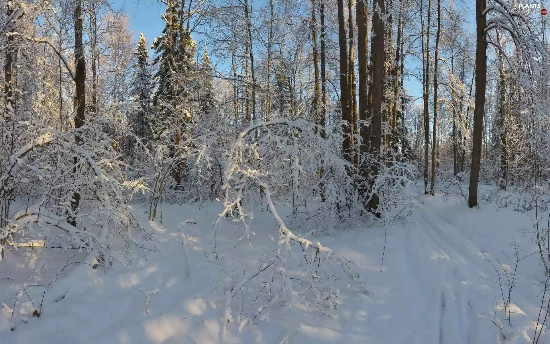 viewes, forest, Snowy, trees, winter, Bush, branch pics