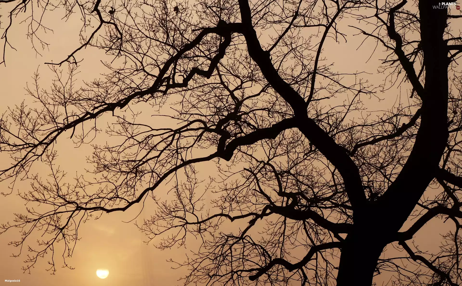 Sunrise, trees, branch pics
