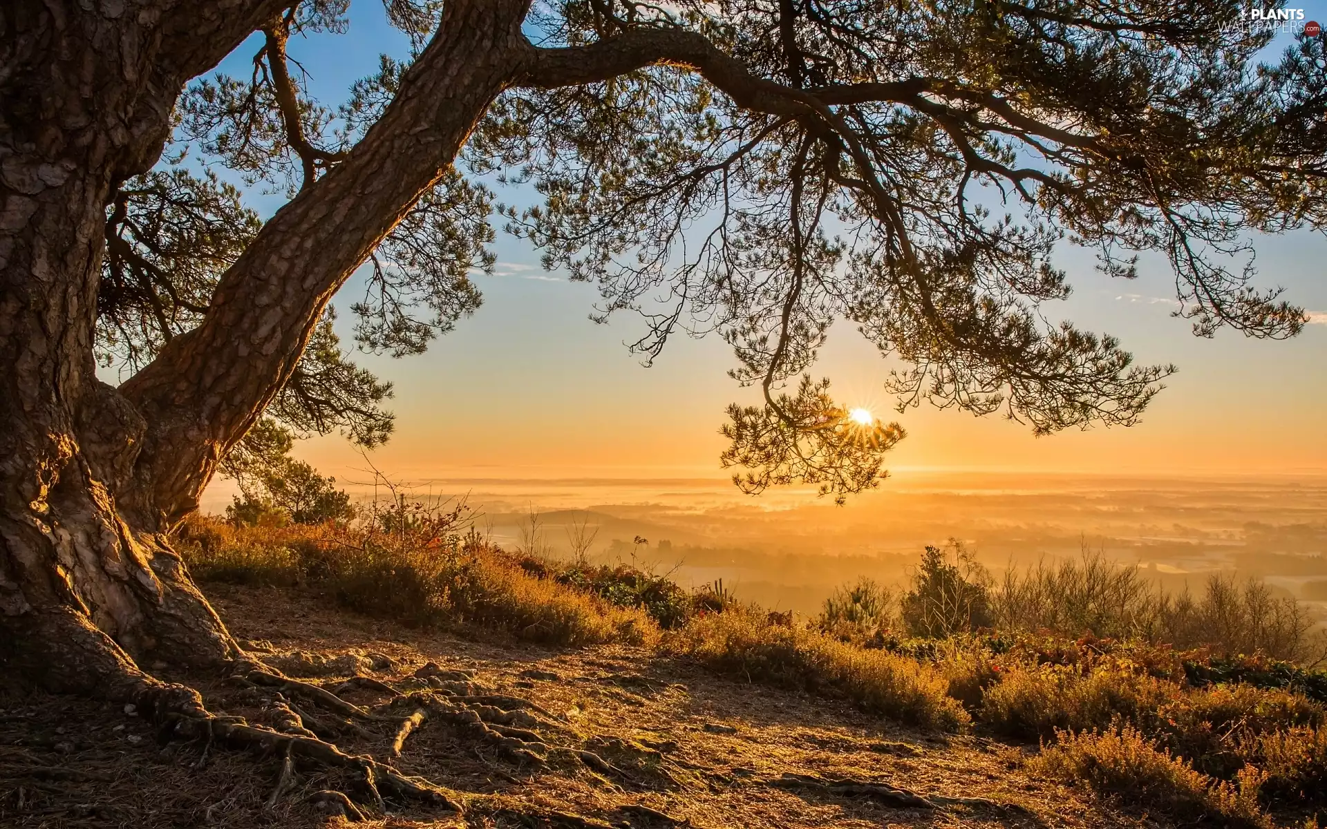 Great Sunsets, branch pics, roots, trees