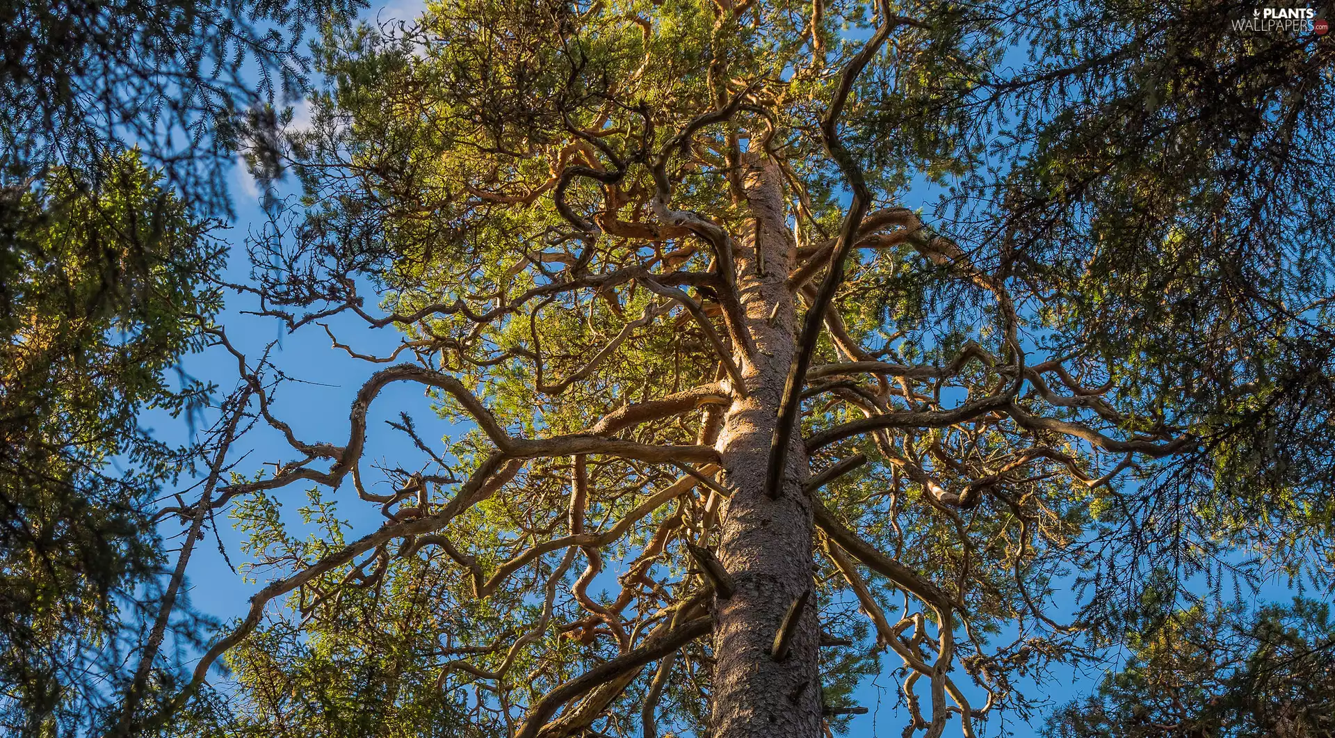 Sky, green, branch pics, trunk, trees