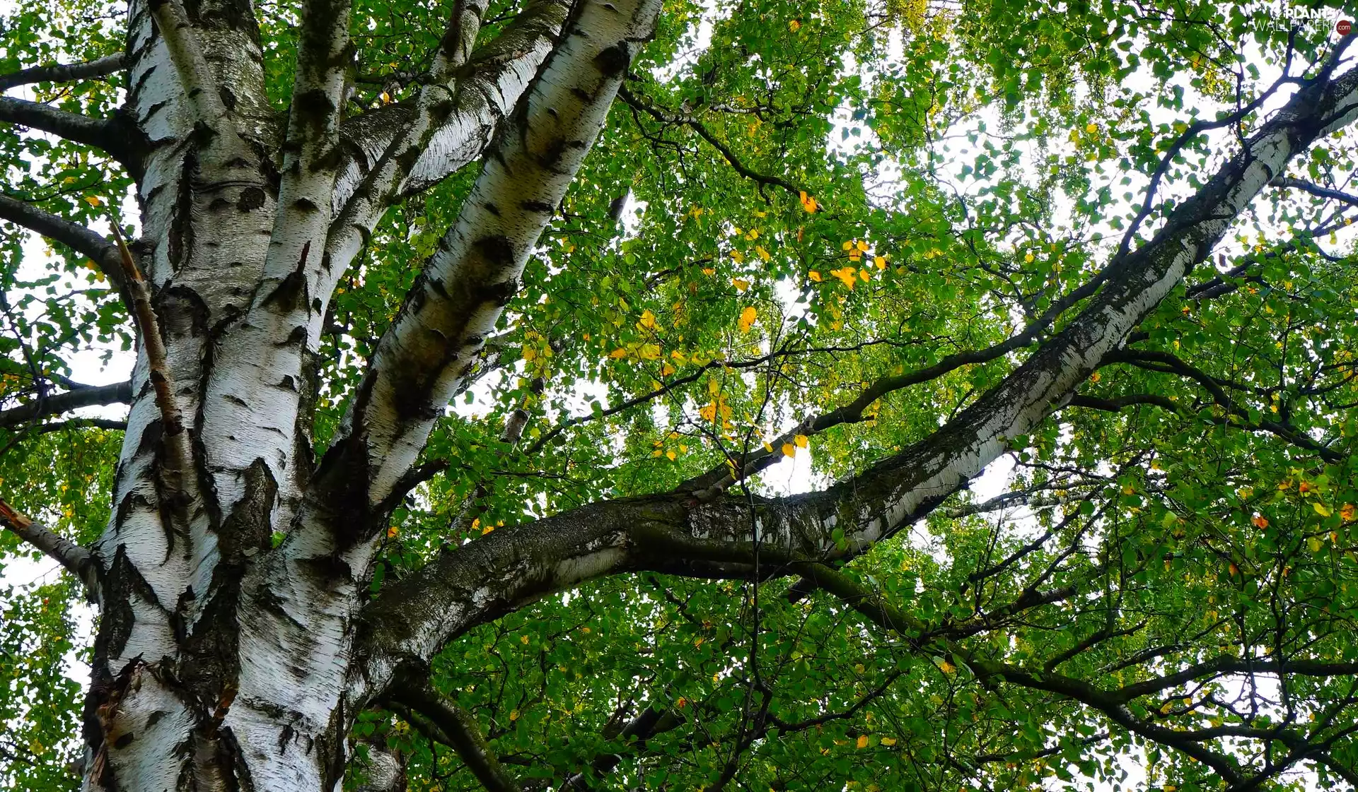 branch pics, trees, birch-tree
