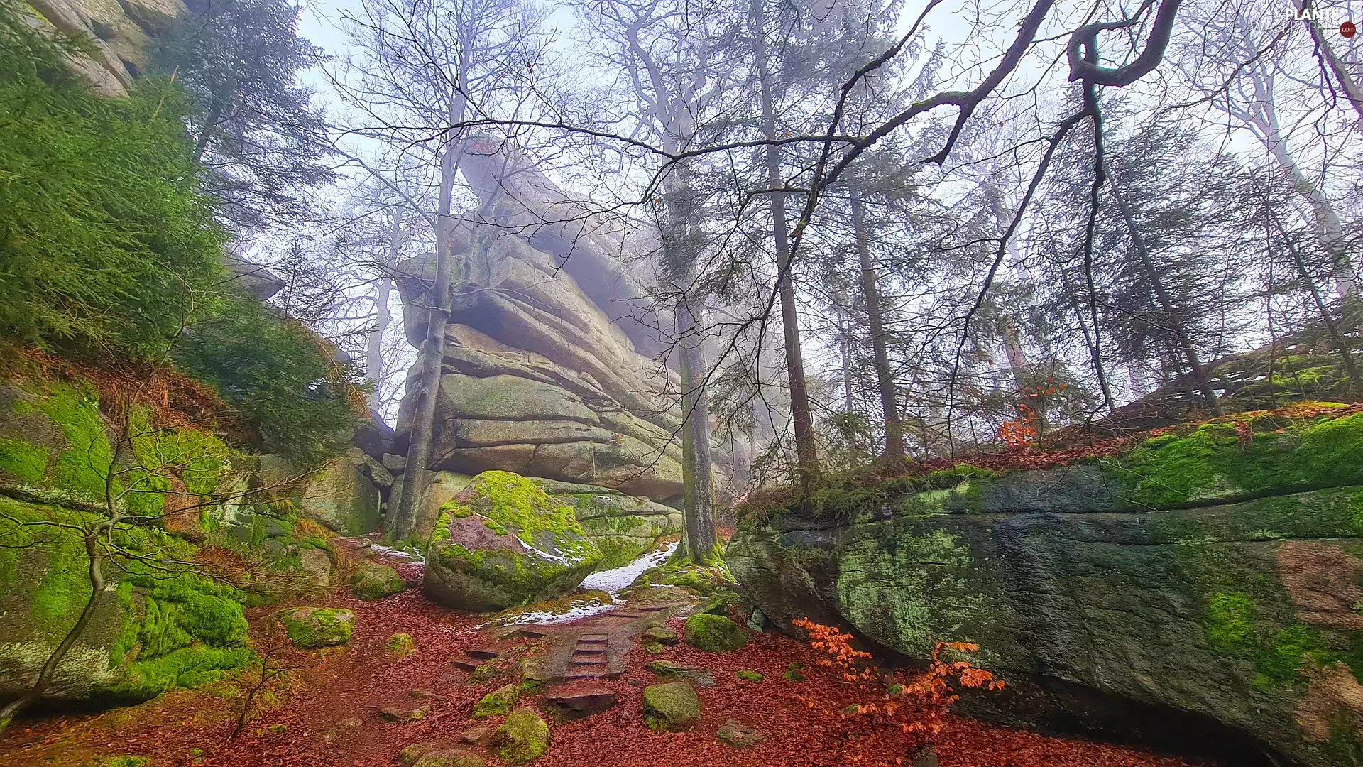 forest, rocks, viewes, boulders, mossy, trees, branch pics
