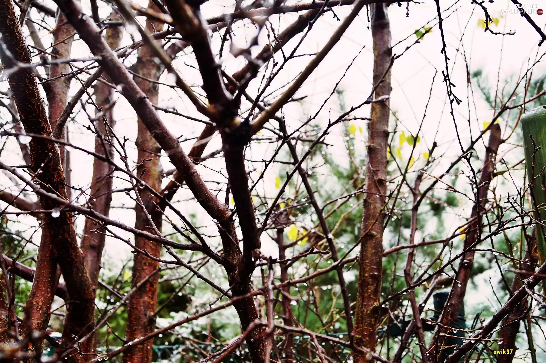 branch pics, viewes, drops, trees