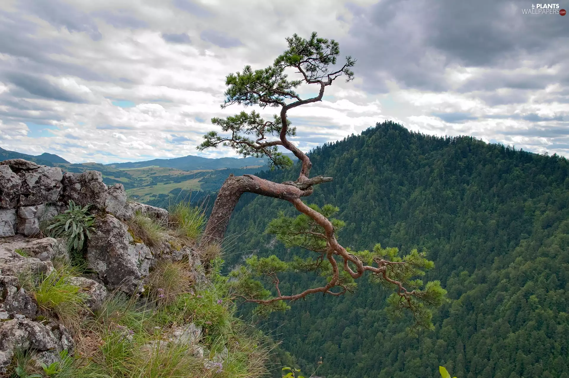 Pieniny, pine, Mountains