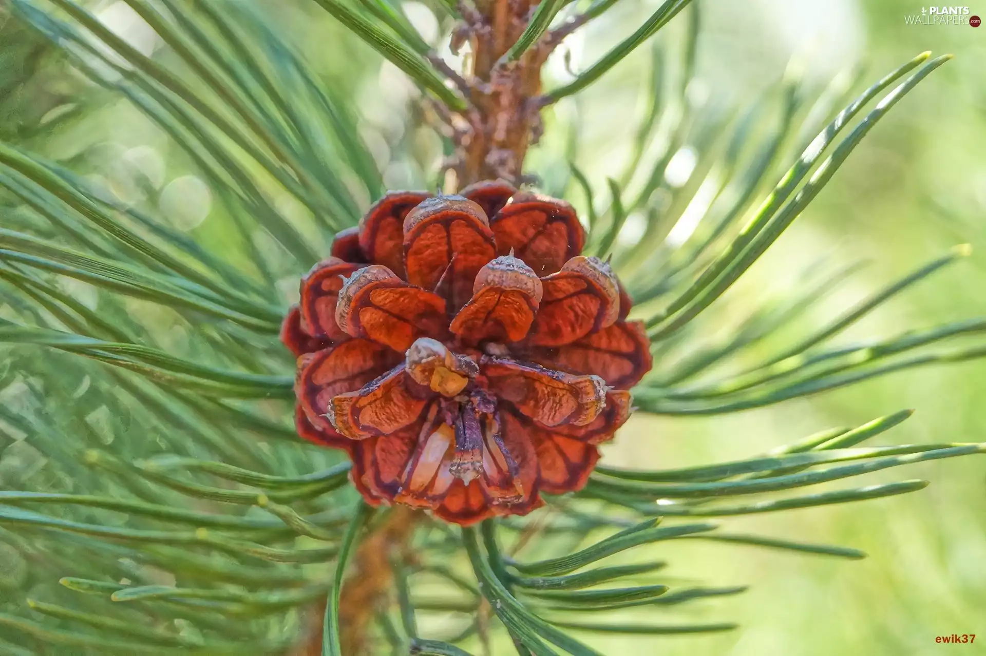pine, cone