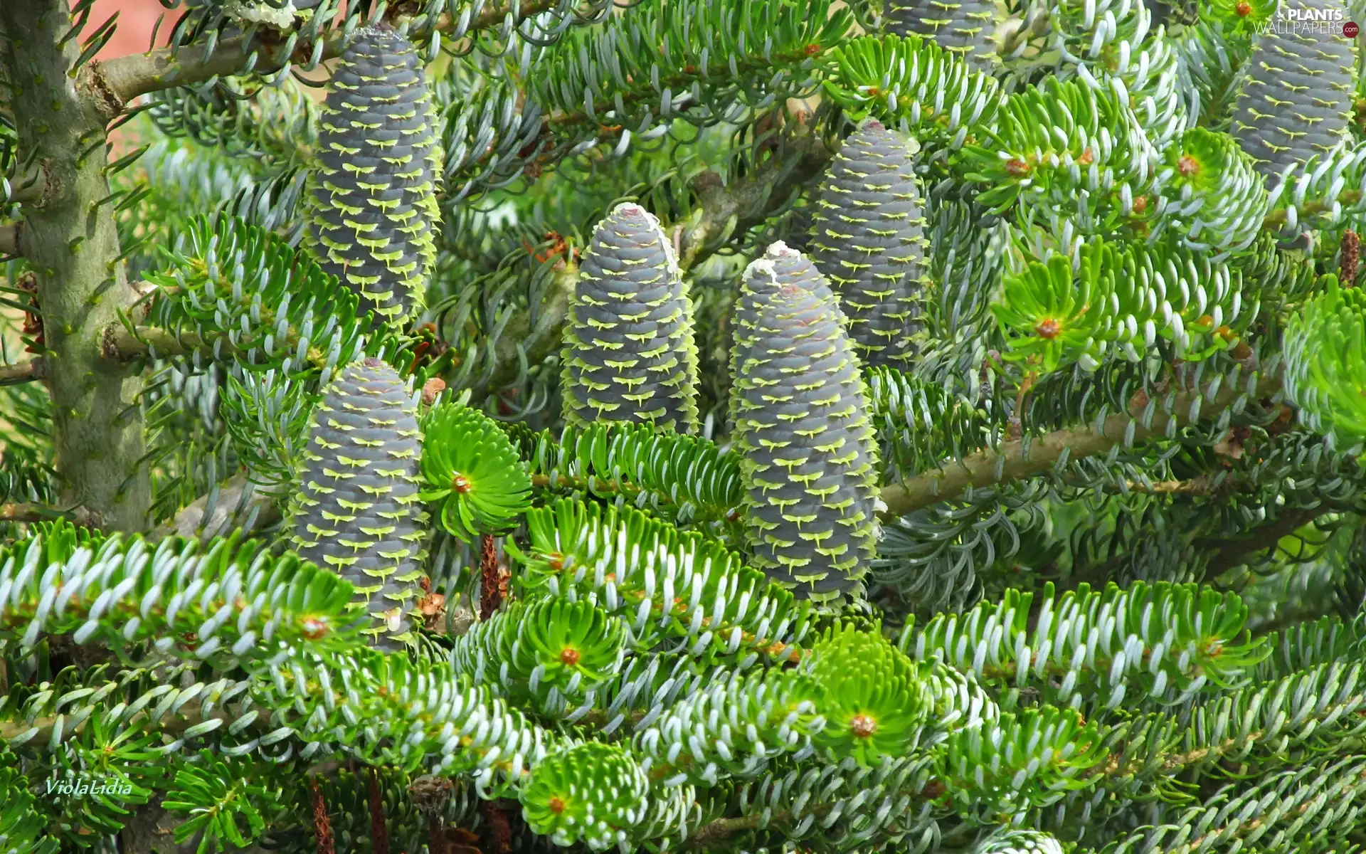 pine, cones