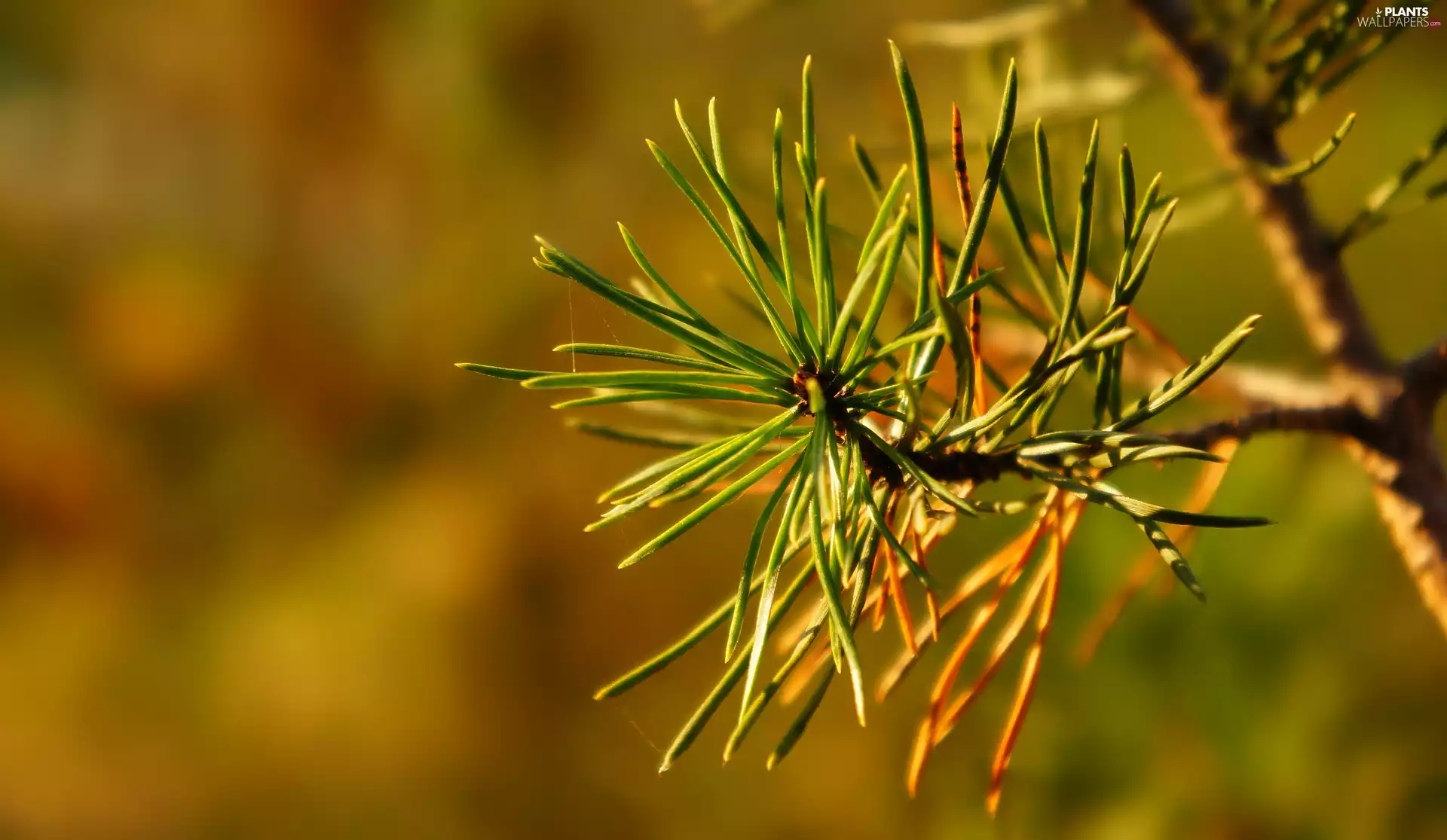 green ones, needle, pine, twig, conifer