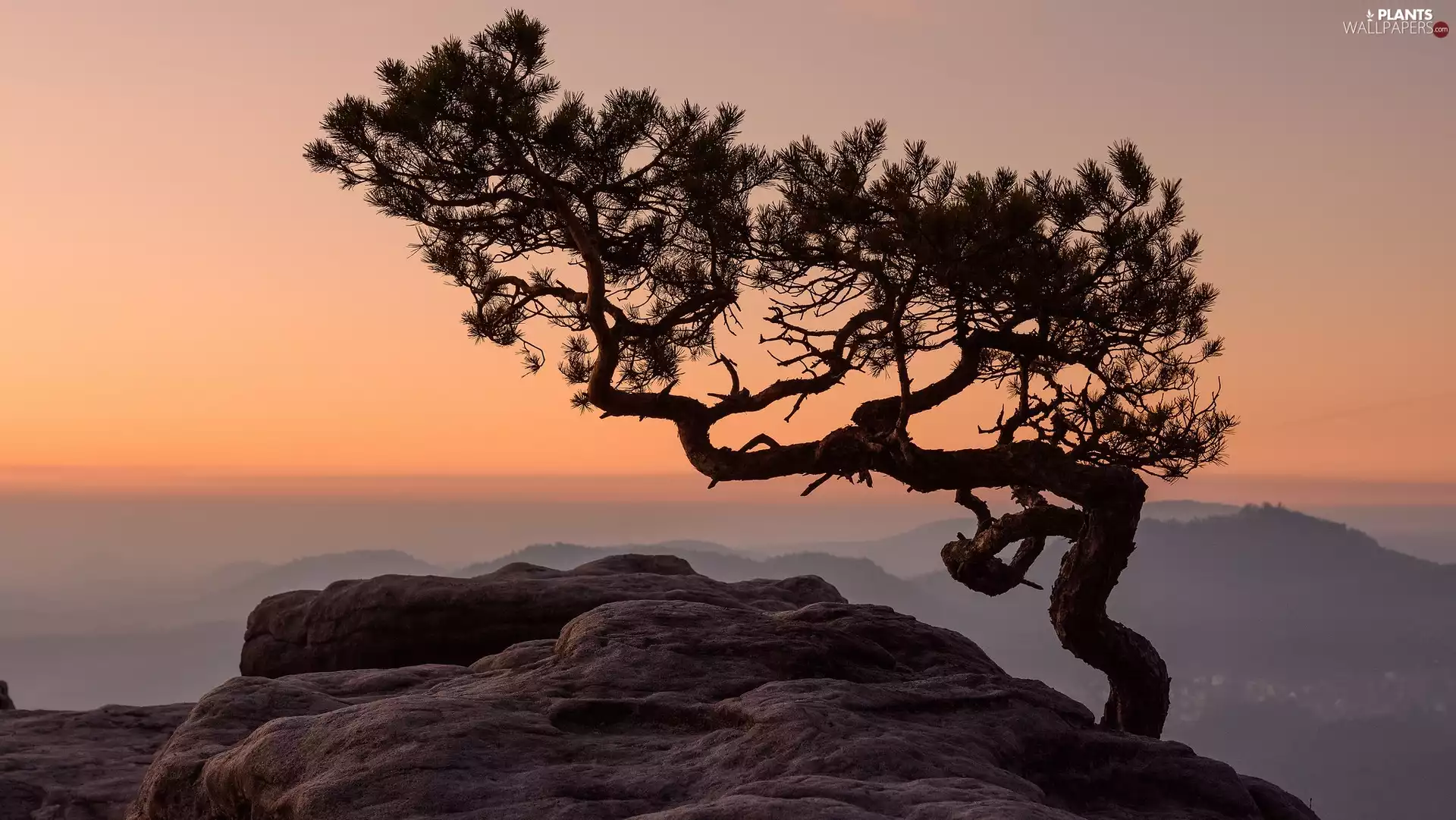 Mountains, morning, trees, pine, Rocks, Fog