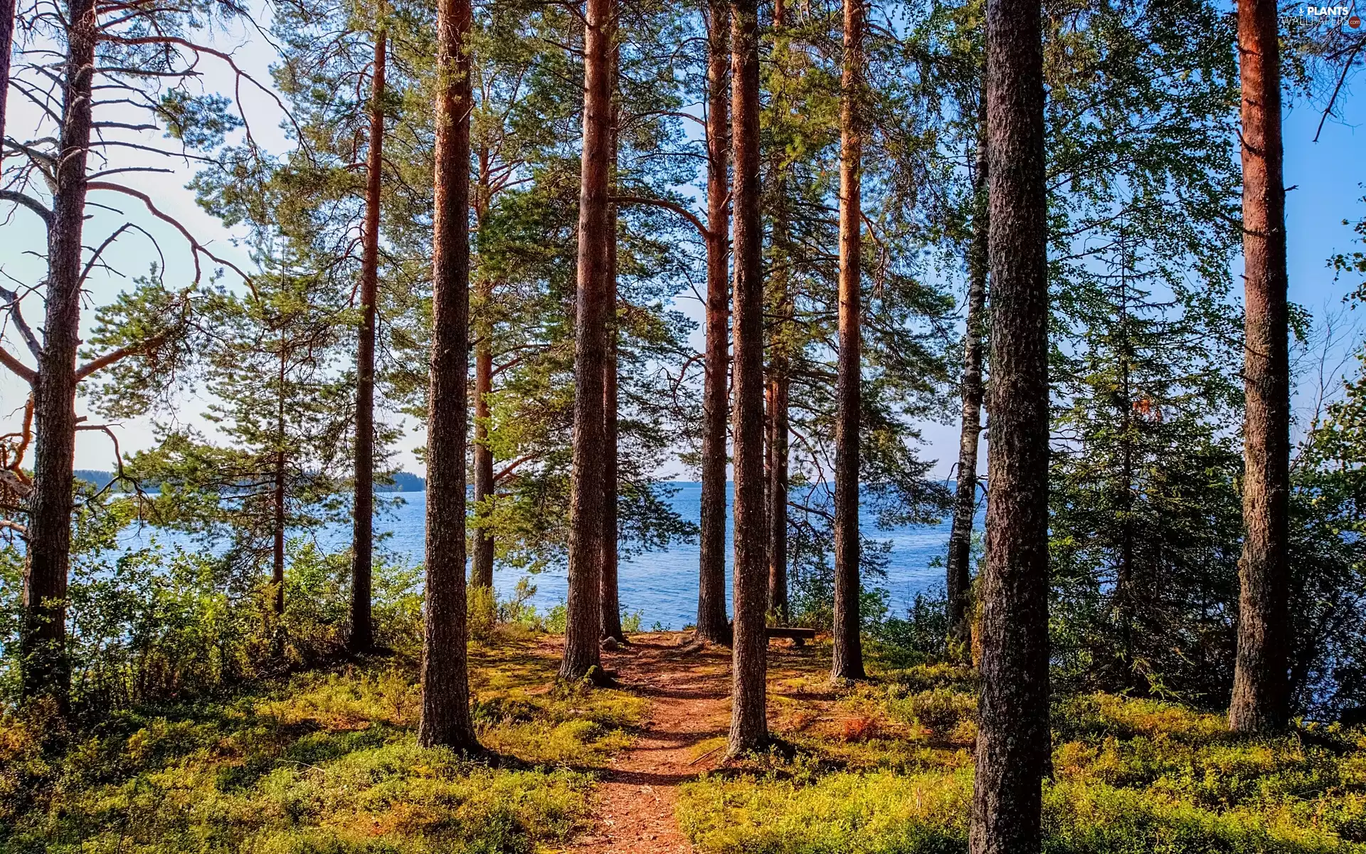 forest, Path, lake, pine