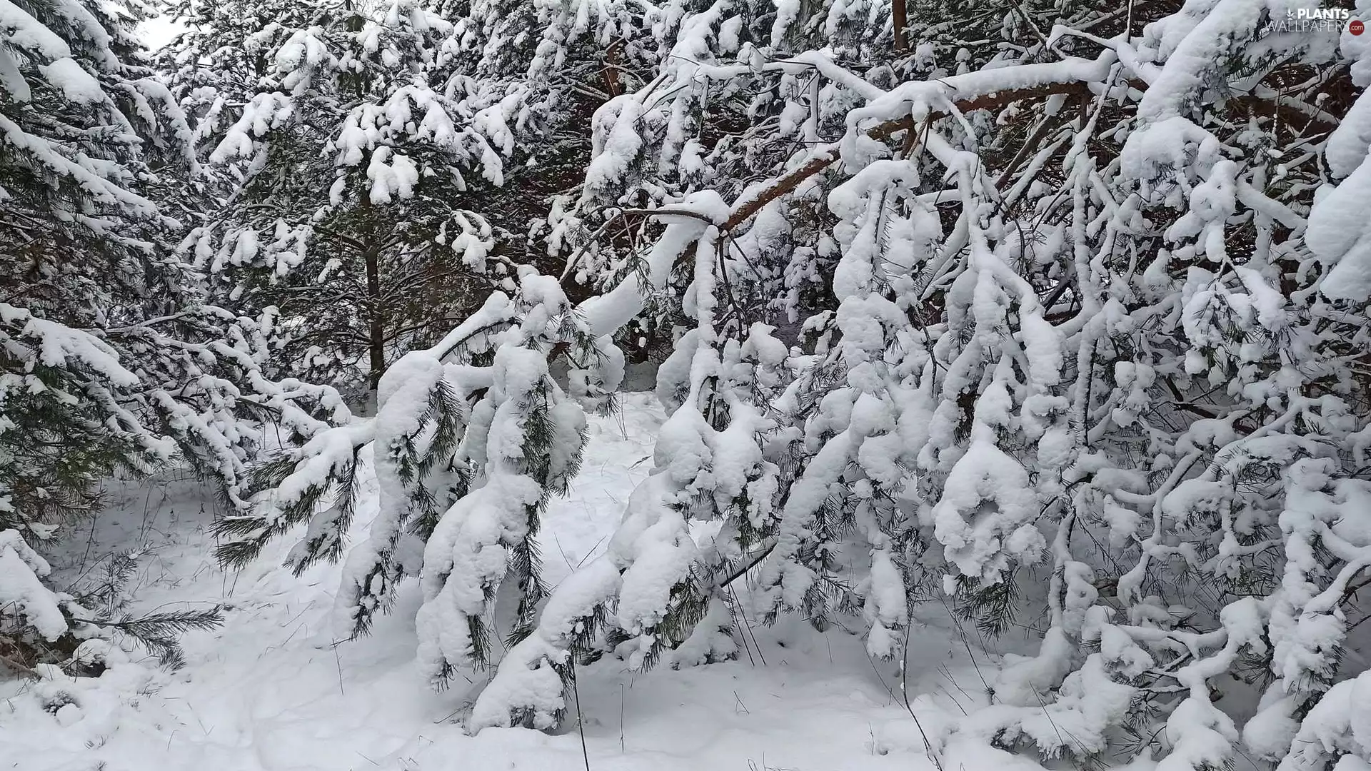 trees, winter, Snowy, pine, viewes, forest