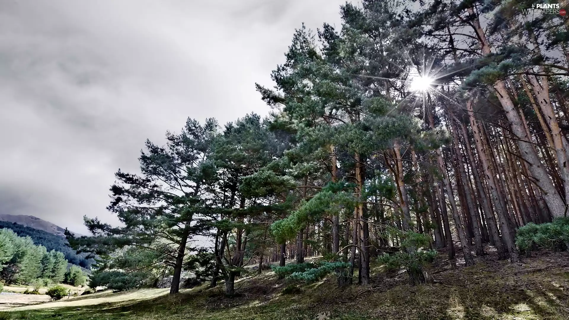 forest, rays, sun, pine