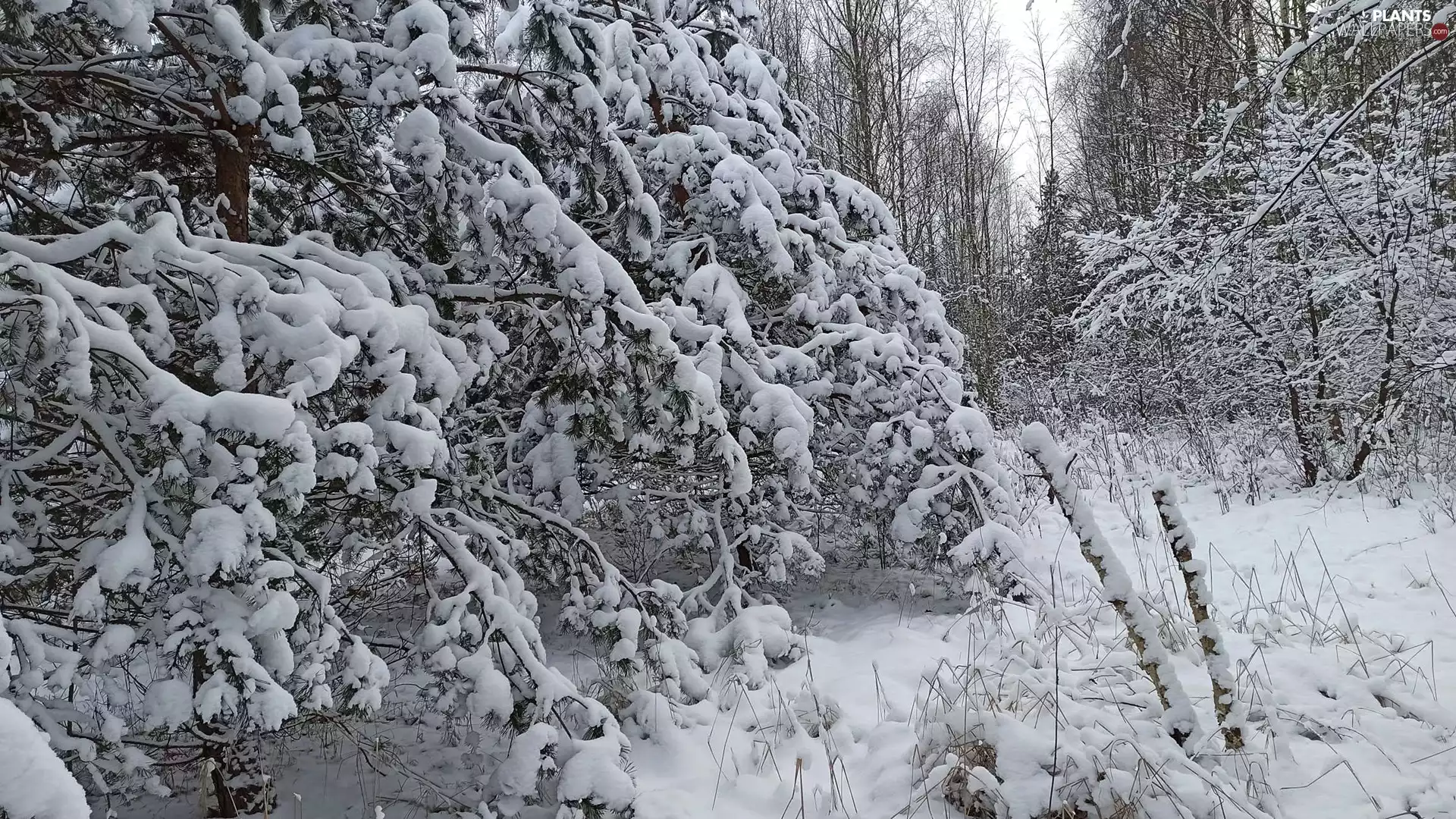 Snowy, winter, viewes, pine, trees, forest
