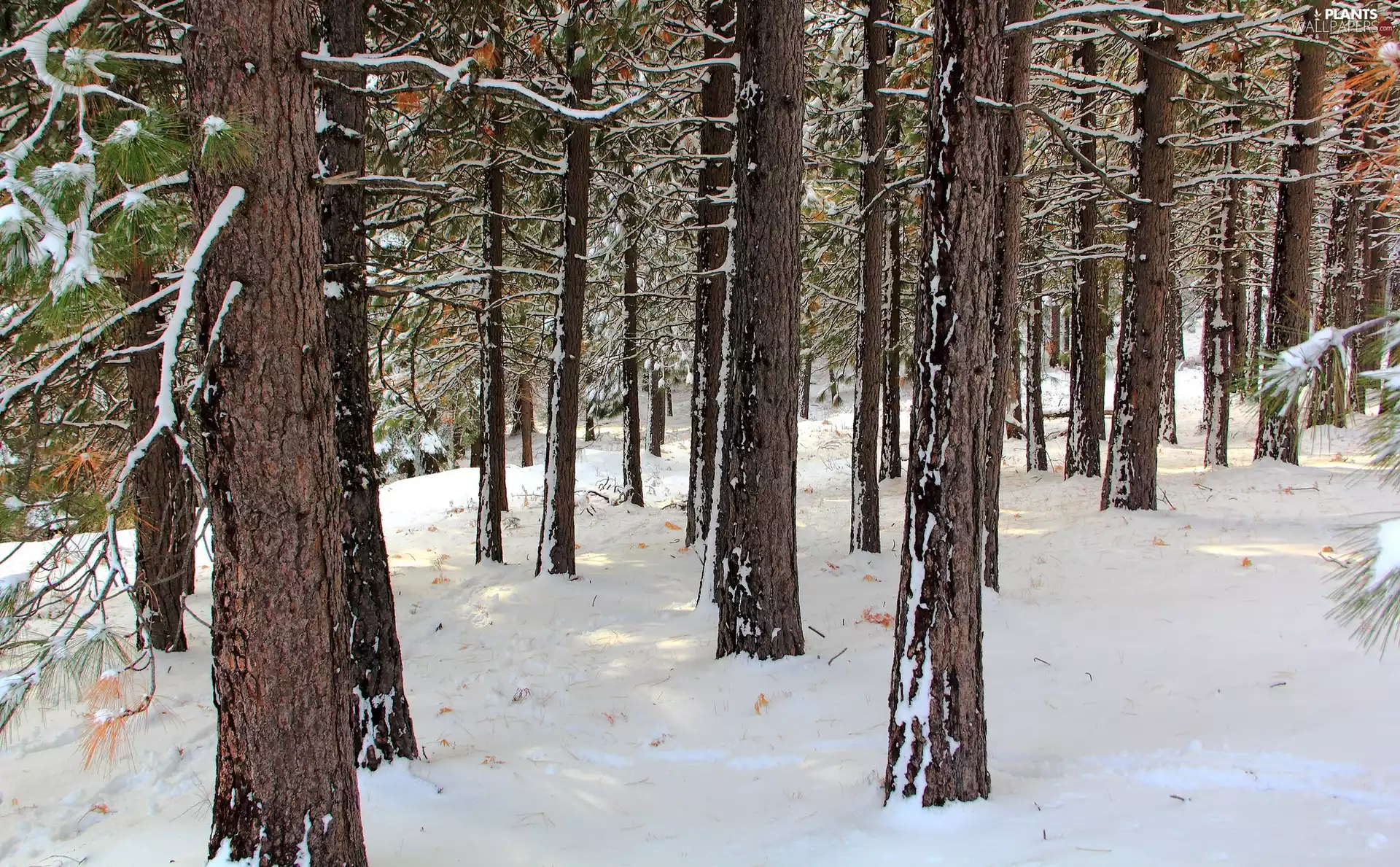viewes, pine, forest, trees, winter
