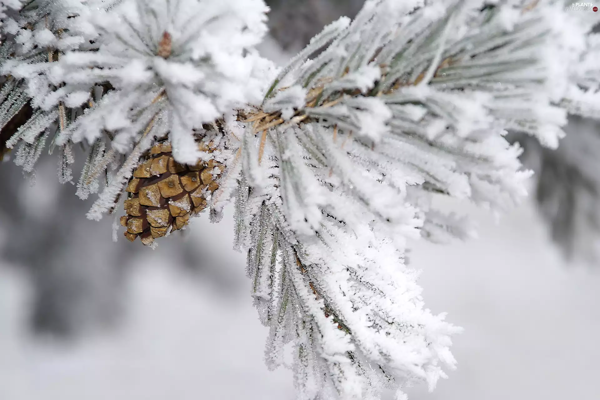 cone, pine, frosted, branch, winter