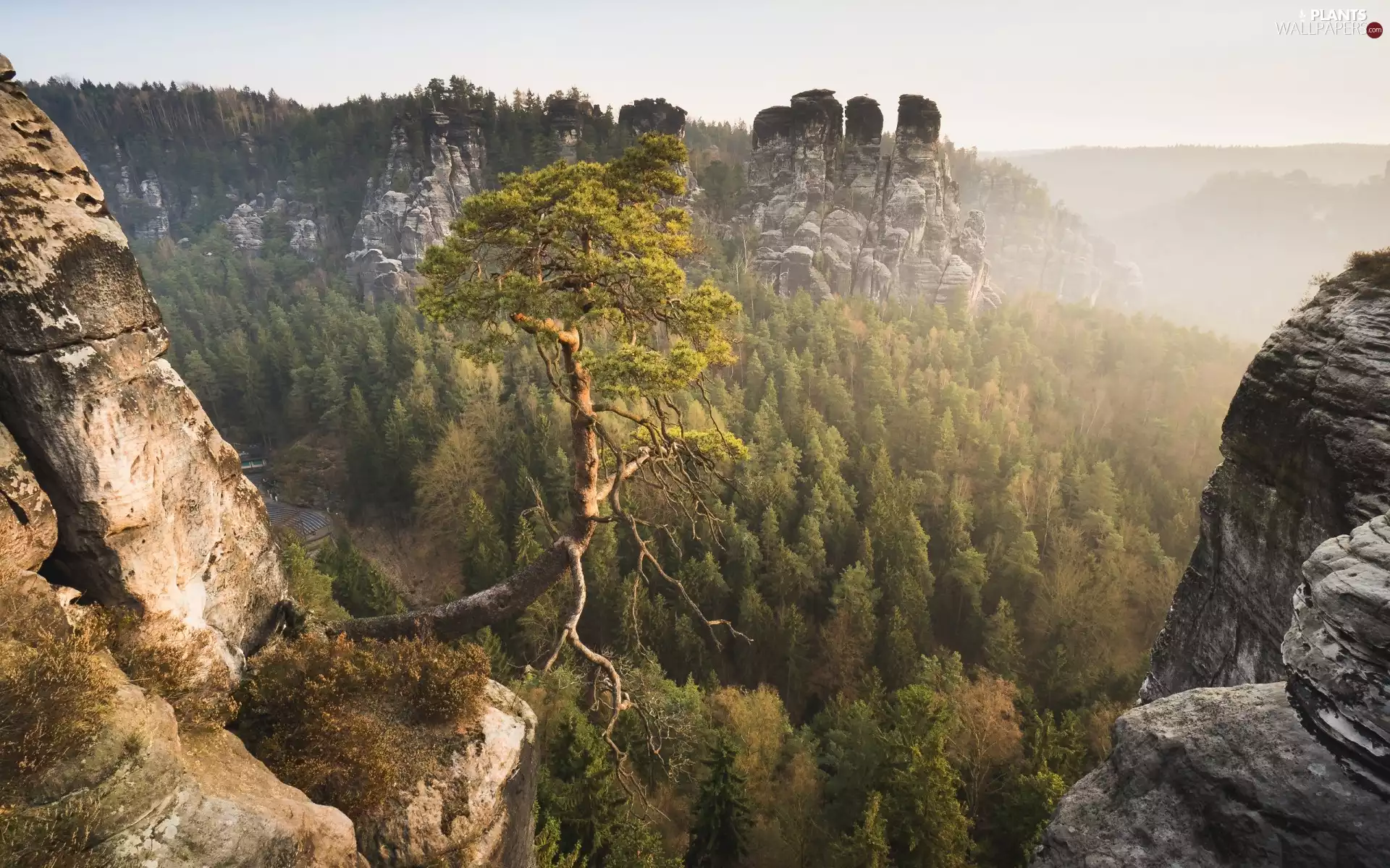 Děčínská vrchovina, Saxon Switzerland National Park, pine, Germany, woods, Bastei Rocks