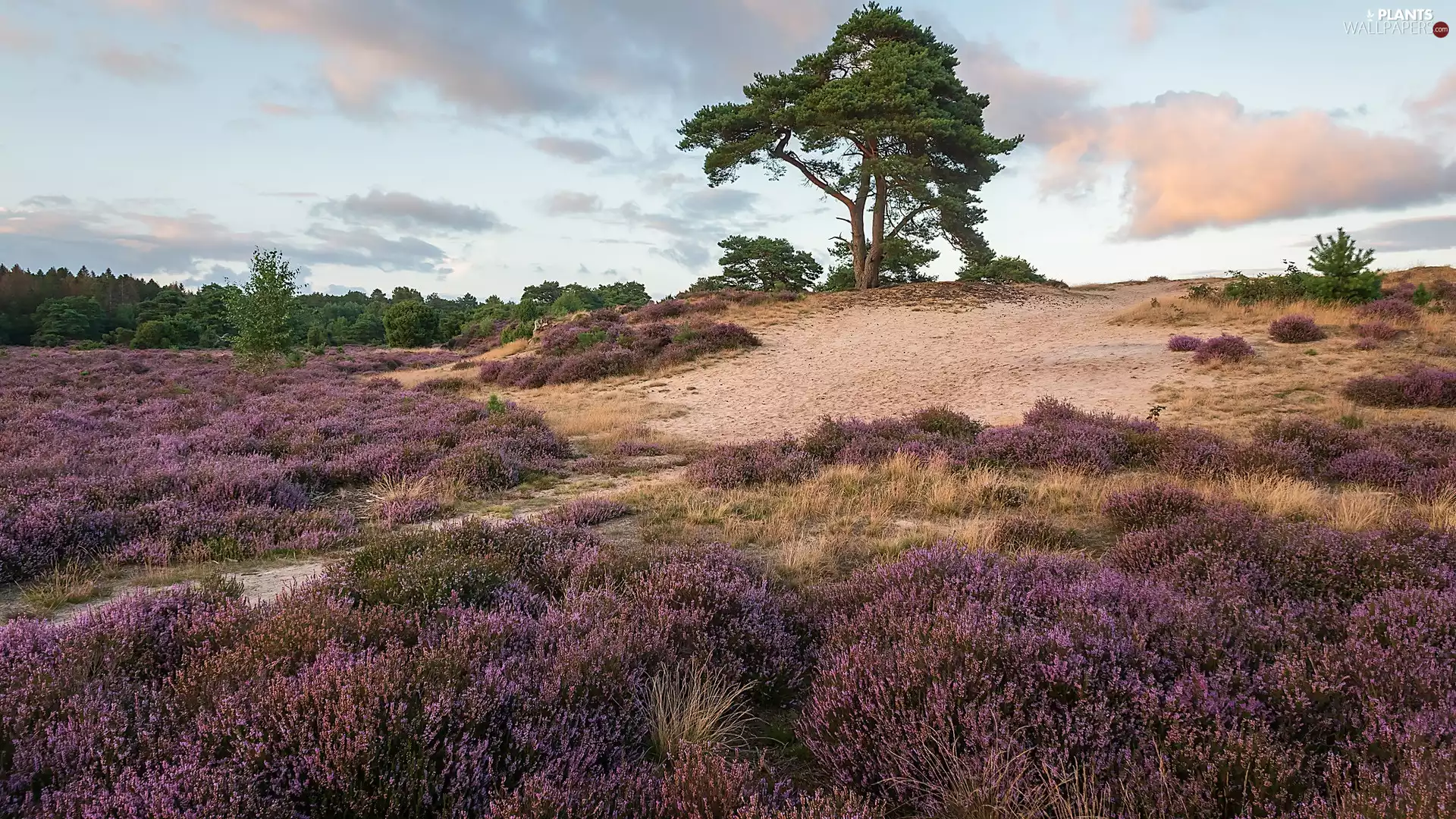 viewes, pine, heathers, trees, heath