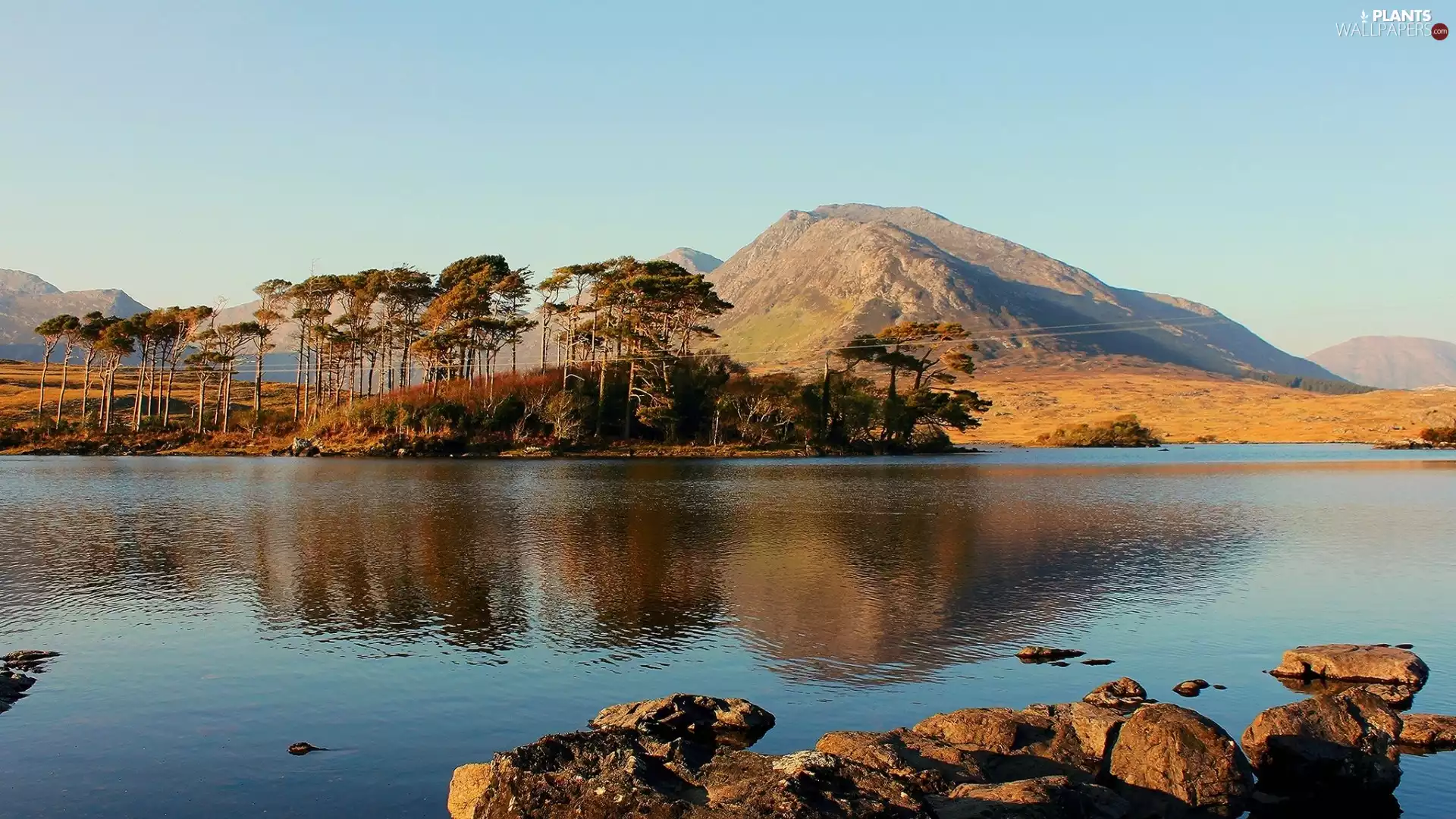 lake, Stones, Mountains, pine