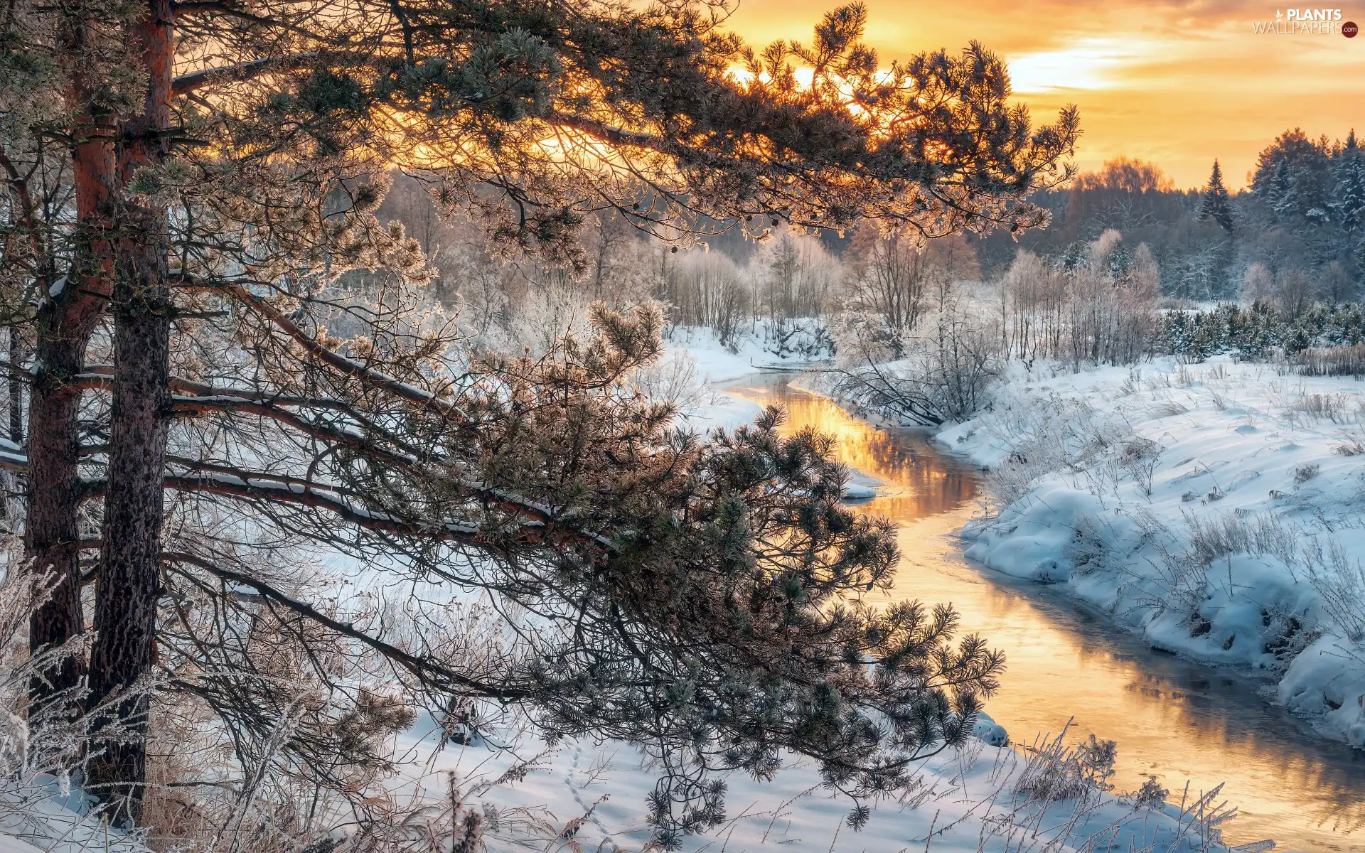 River, winter, viewes, pine, trees, morning