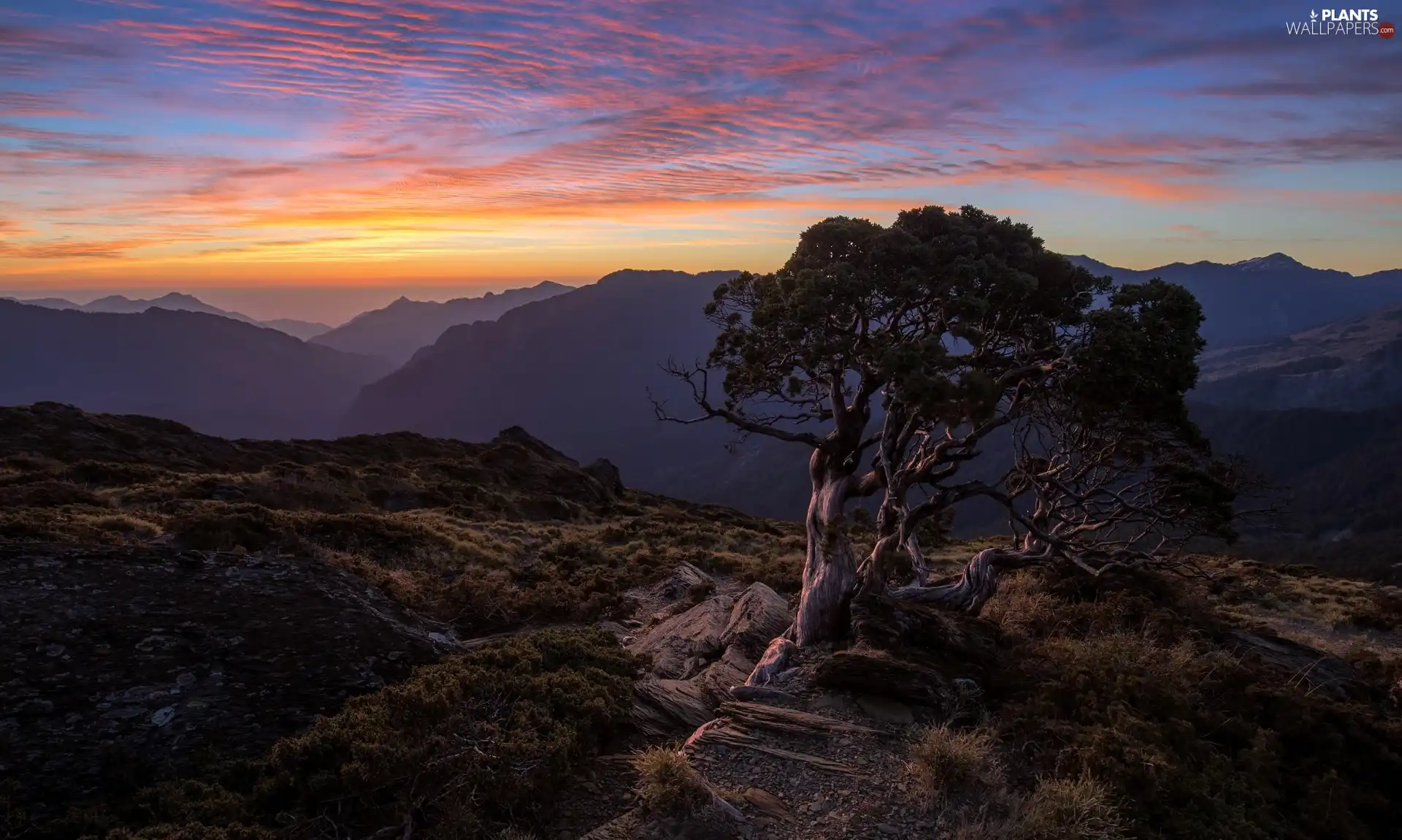 Great Sunsets, clouds, pine, rocks, Mountains