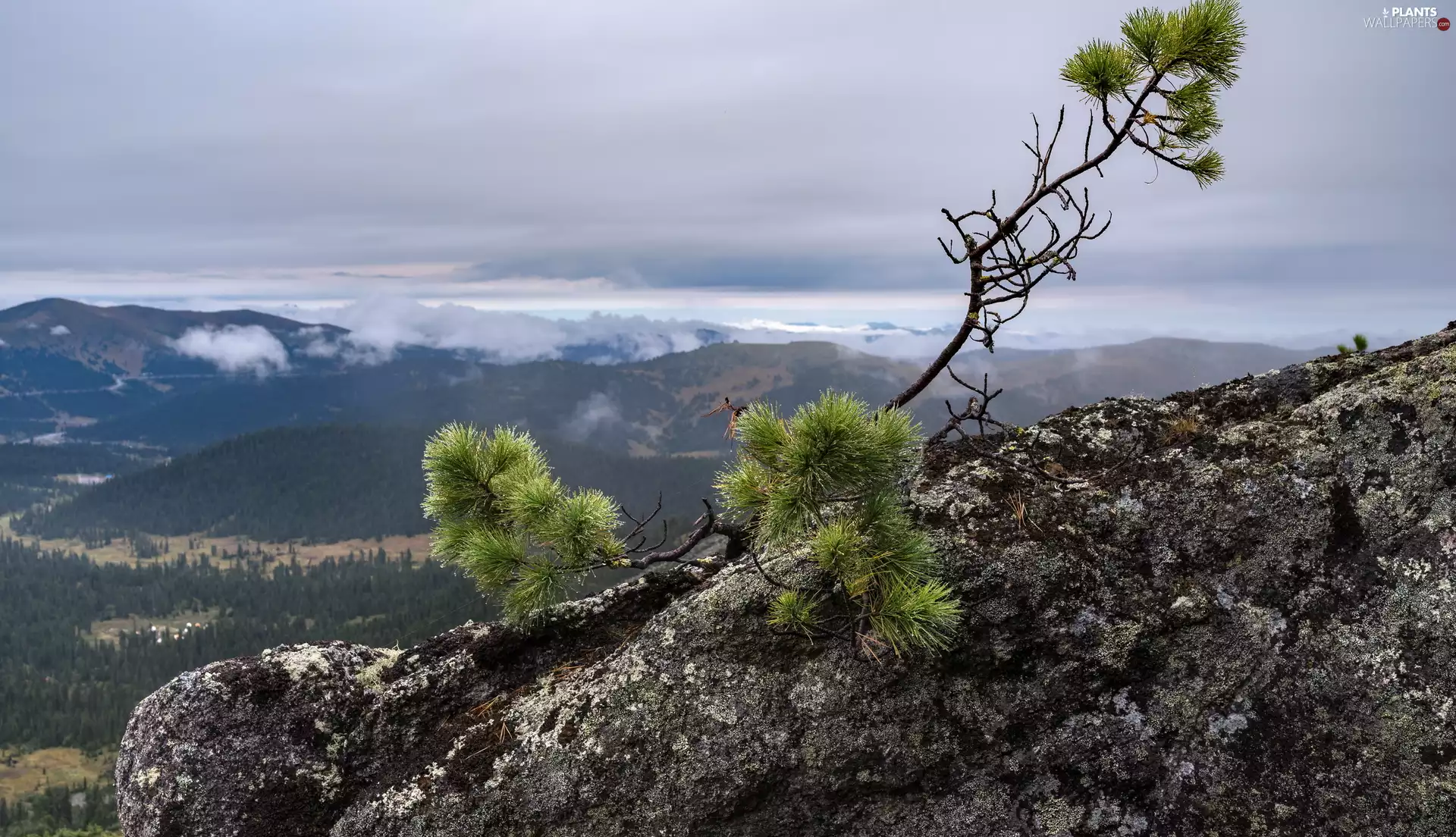 Twigs, pine, Mountains, trees, rocks